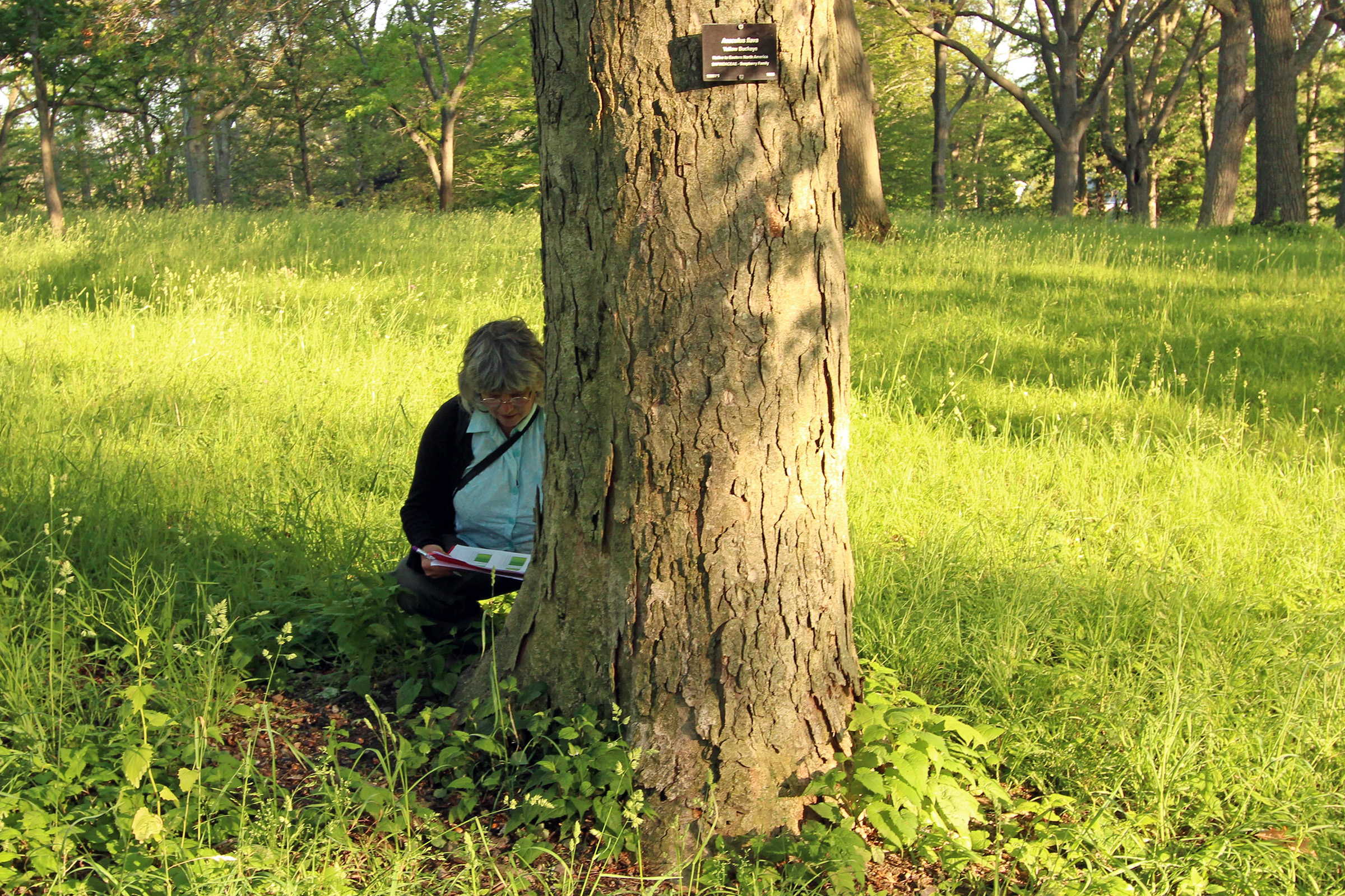 Yellow buckeye Tree Spotter
