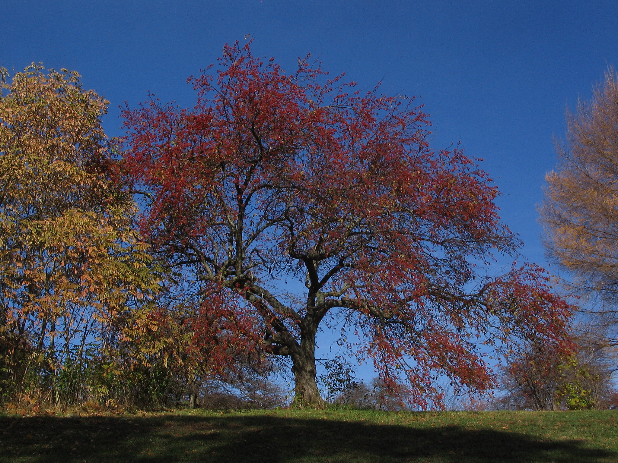 A colored photo of the tree 'Donald Wyman' in fall.