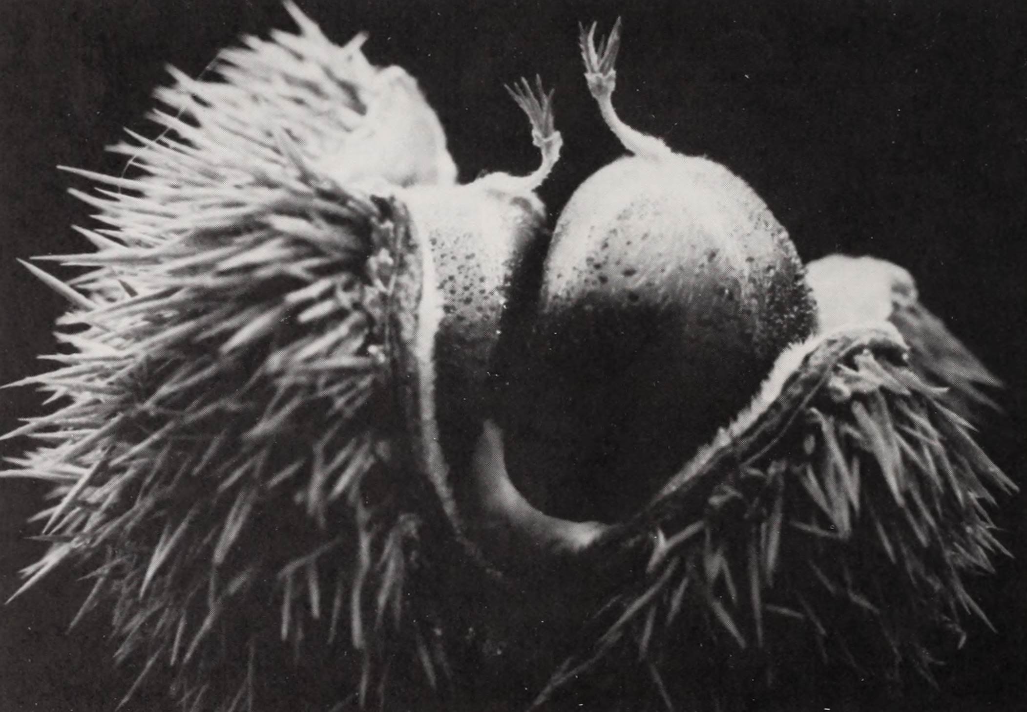 A black and white photo of a Castanea mollissima nut emerging from a bur.