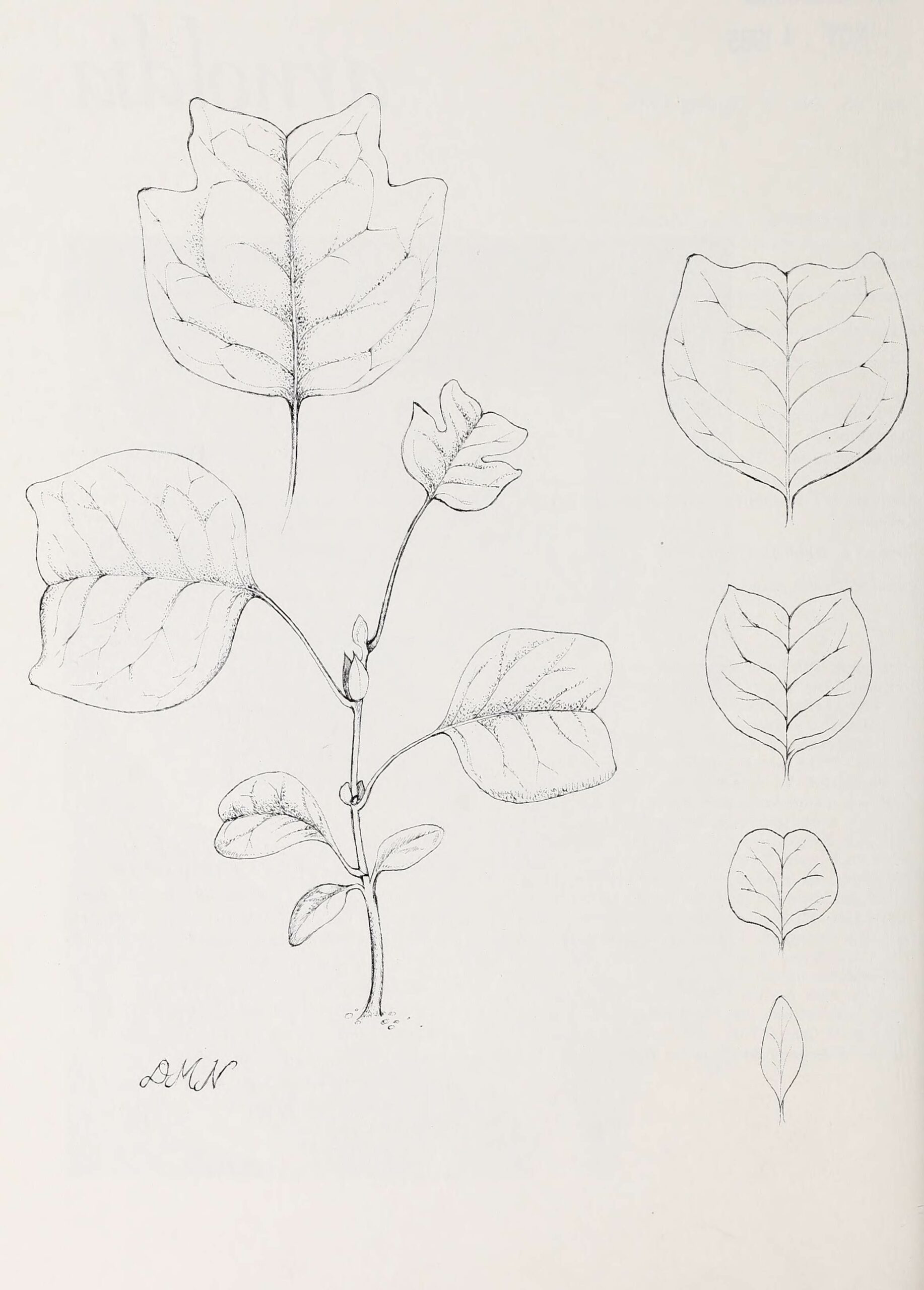 A drawing of progressive variations in the shape of the tulip tree leaf.
