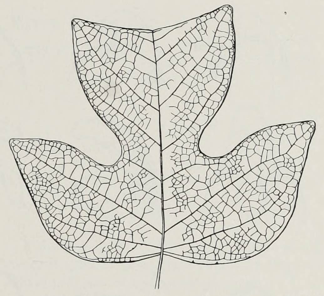 A drawing of a four-lobed tulip tree leaf.