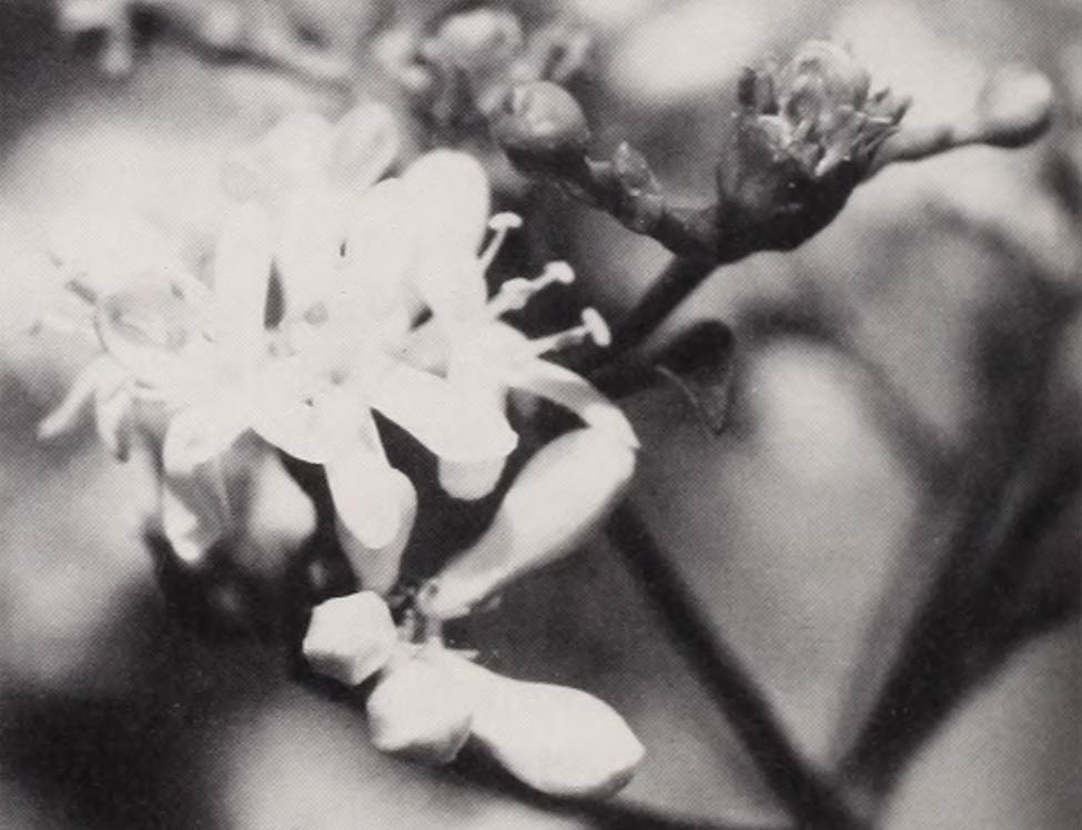 A close-up photo of a Heptacodium jasminoides inflorescence.