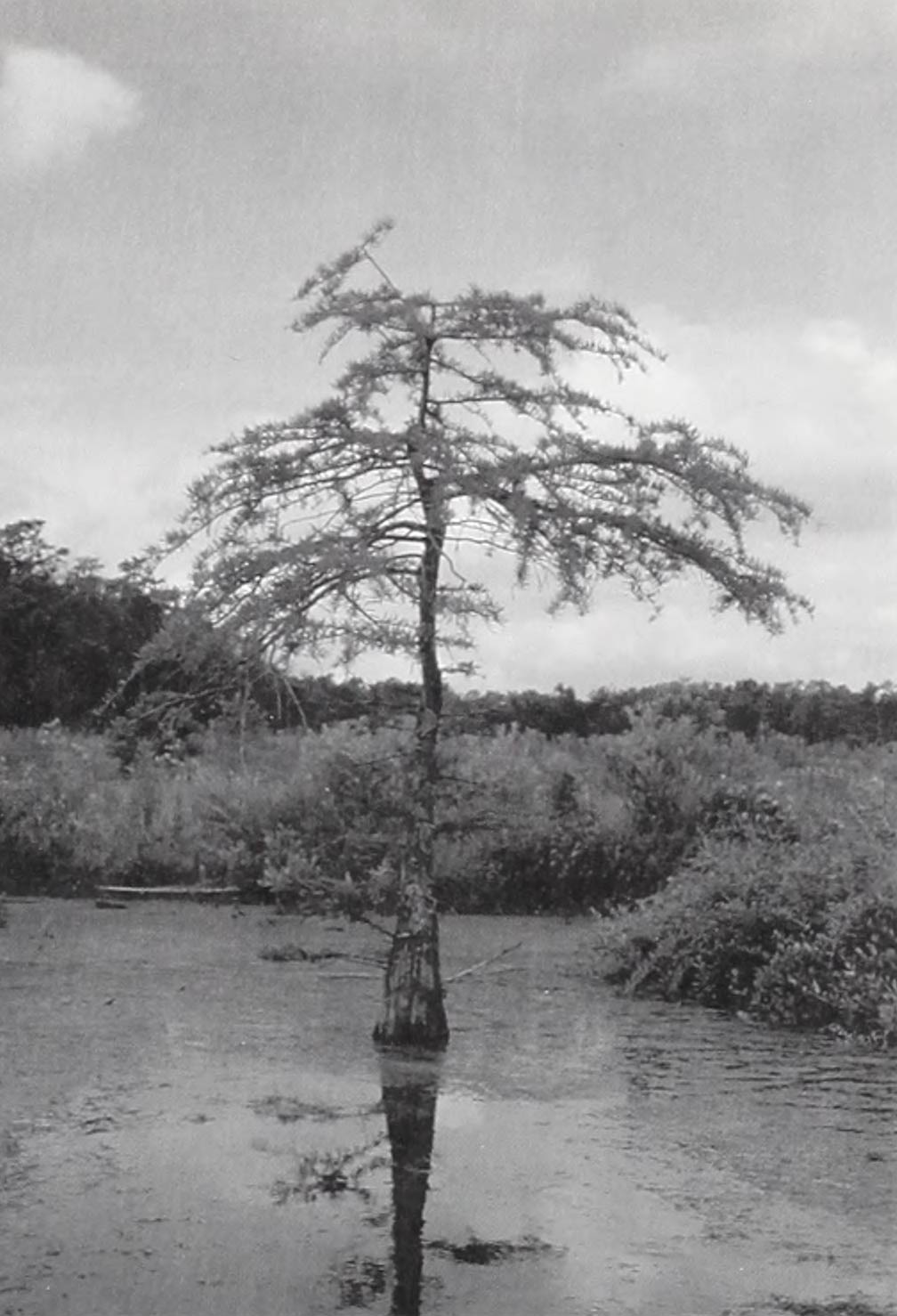 A black and white photo of a young baldcypress with buttressed base growing in Chipman Pond, Delaware.