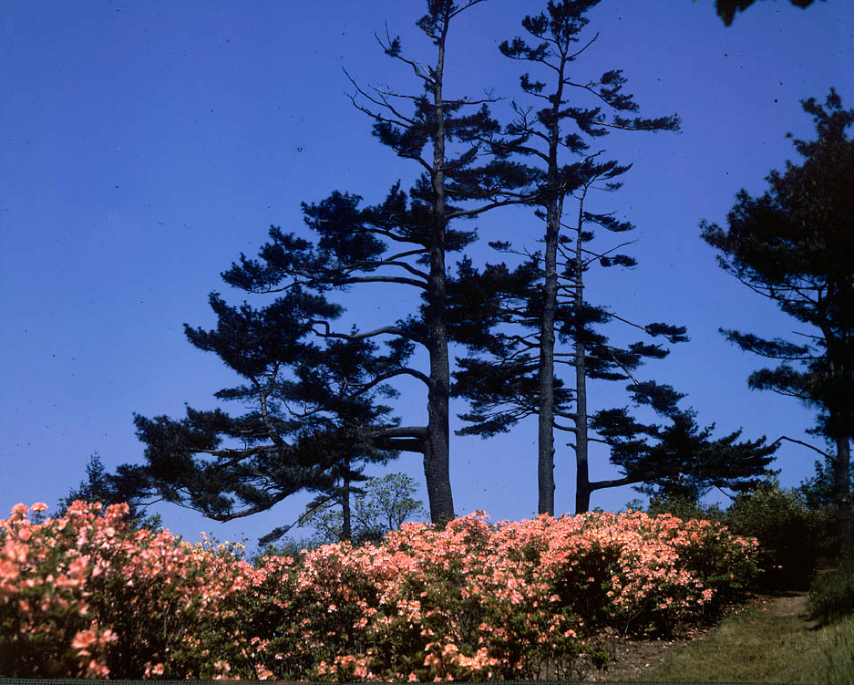 Azaleas in full bloom on Bussey Hill in the spring of 1940.