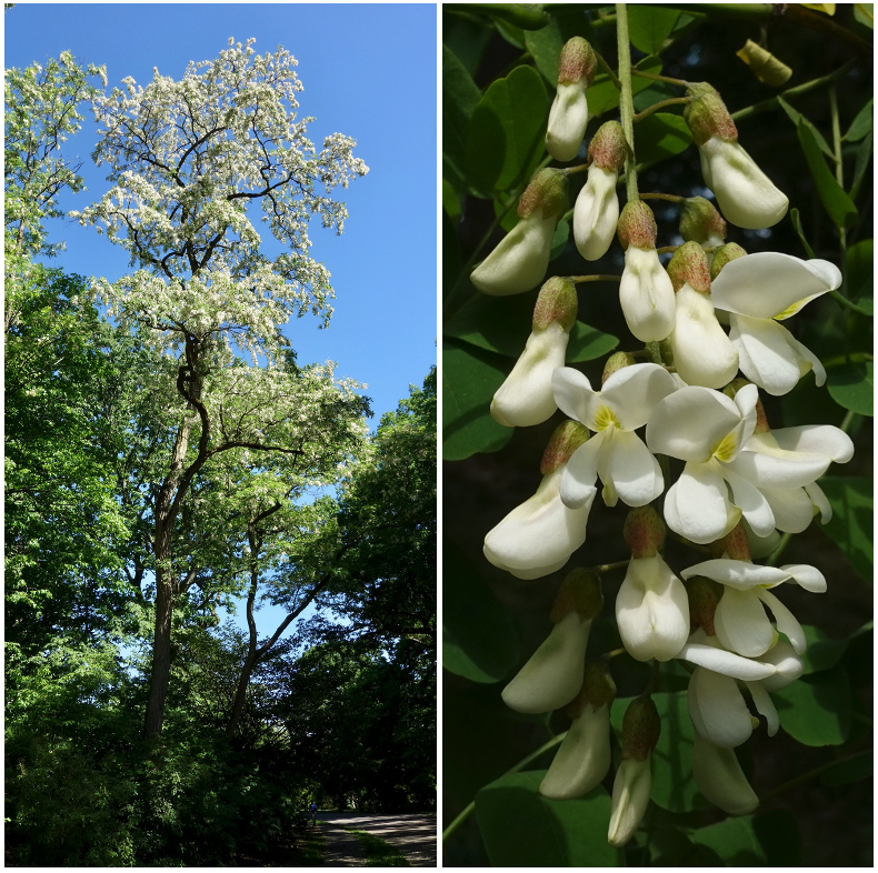 black locust tree and raceme