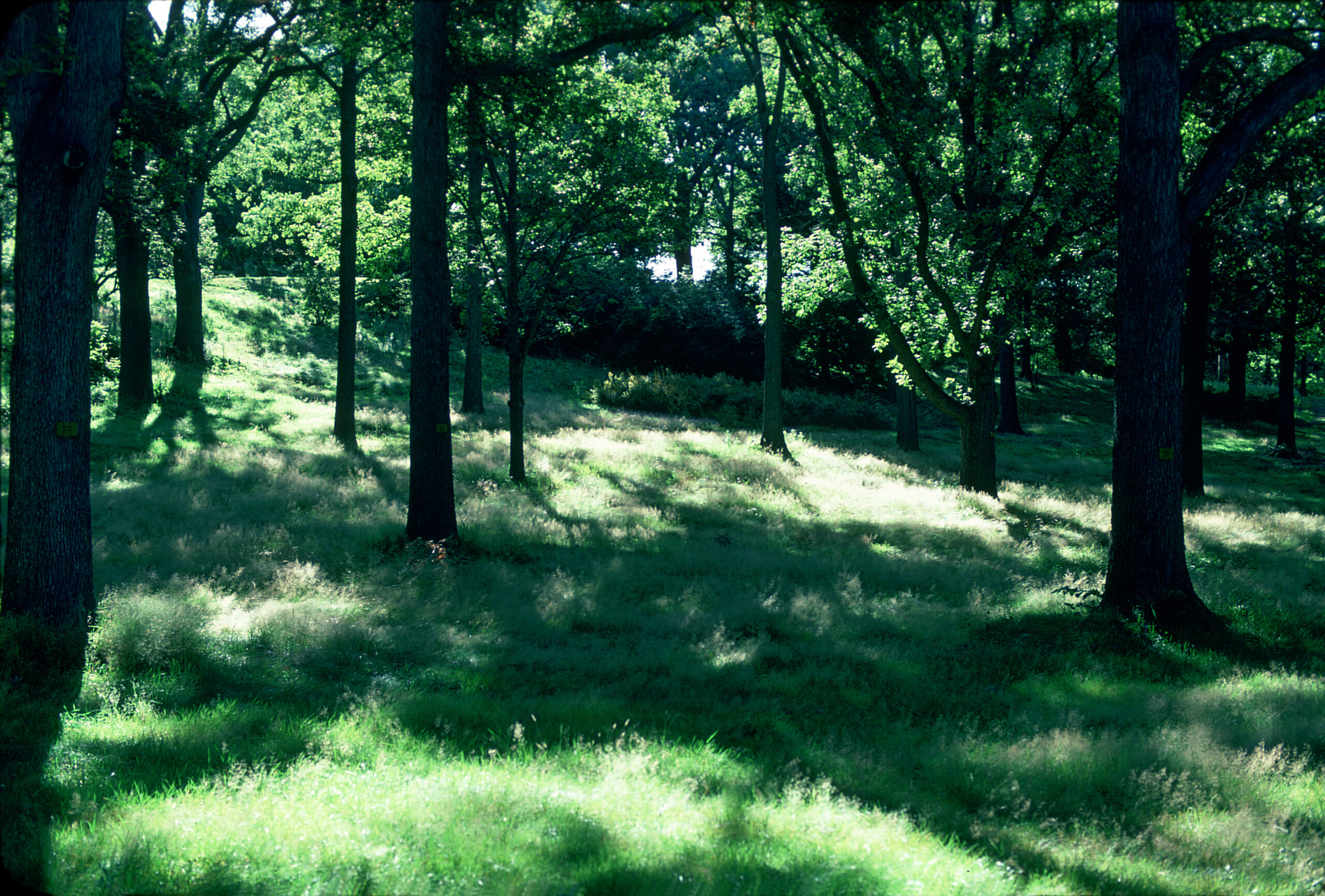 The open park-like landscape seen here in the oak collection would have been familiar to Indigenous Peoples of the Woodland Periods. They were careful stewards of the land and managed undergrowth by controlled burning. This land management practice limited thickets and created a habitat favored by deer.