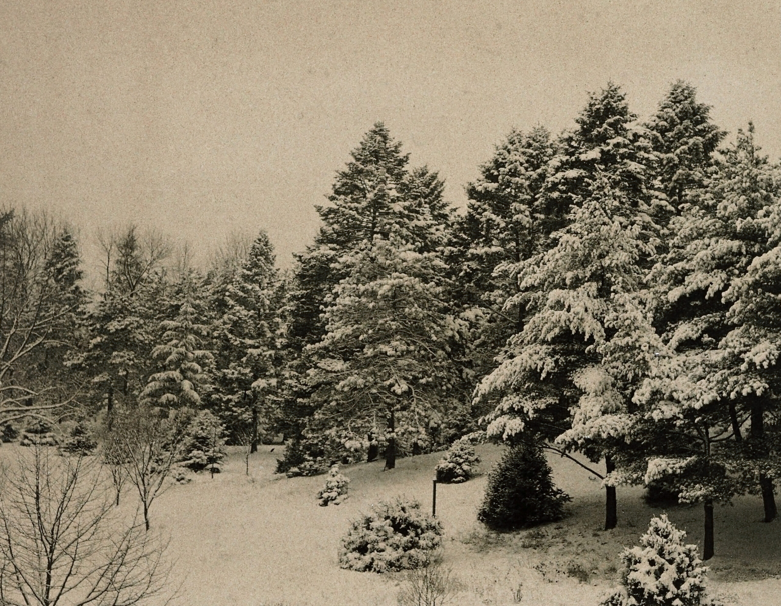 Snow blankets the trees adjacent to the Hunnewell Building in this November 1936 autochrome lantern slide.