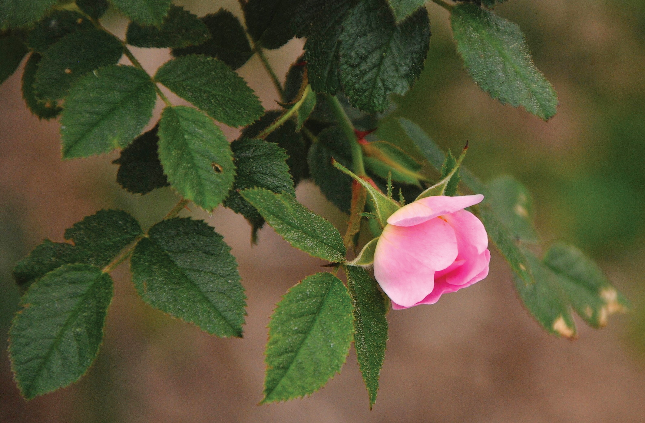 A color photo of a specimen of Macdougal’s rose.
