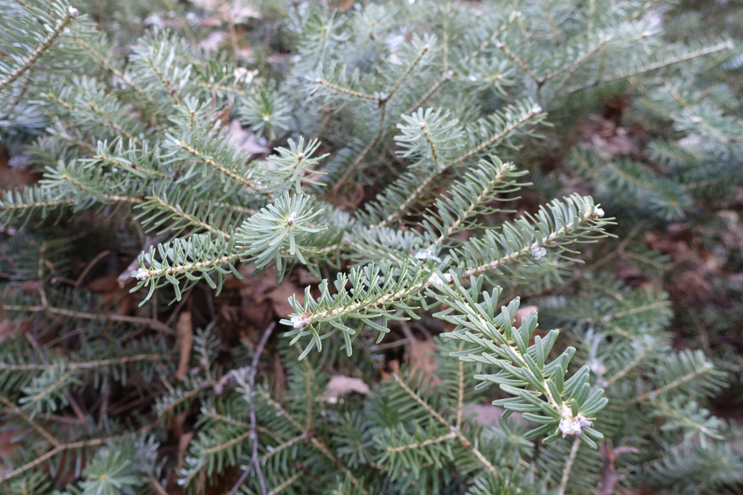 Foliage and form of Abies koreana ‘Prostrate Beauty’