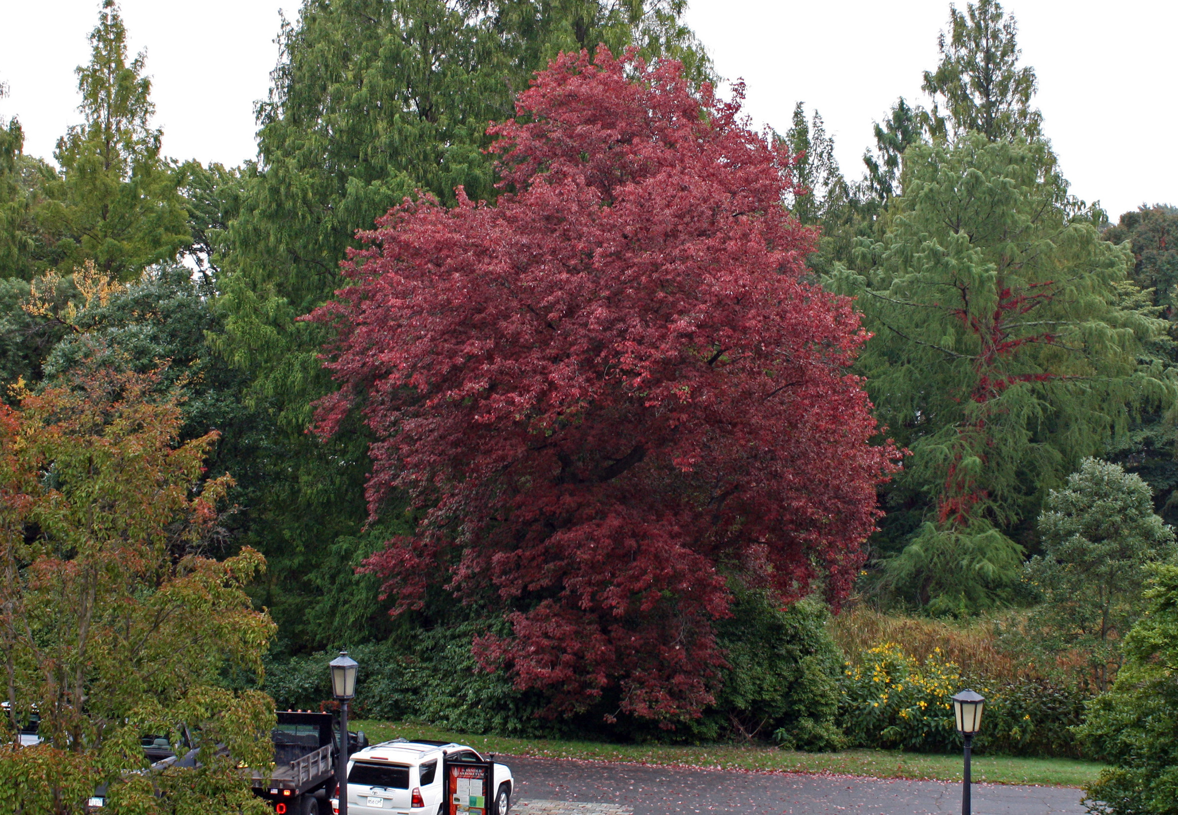 Acer rubrum 'Schlesingeri' at the Arnold Arboretum