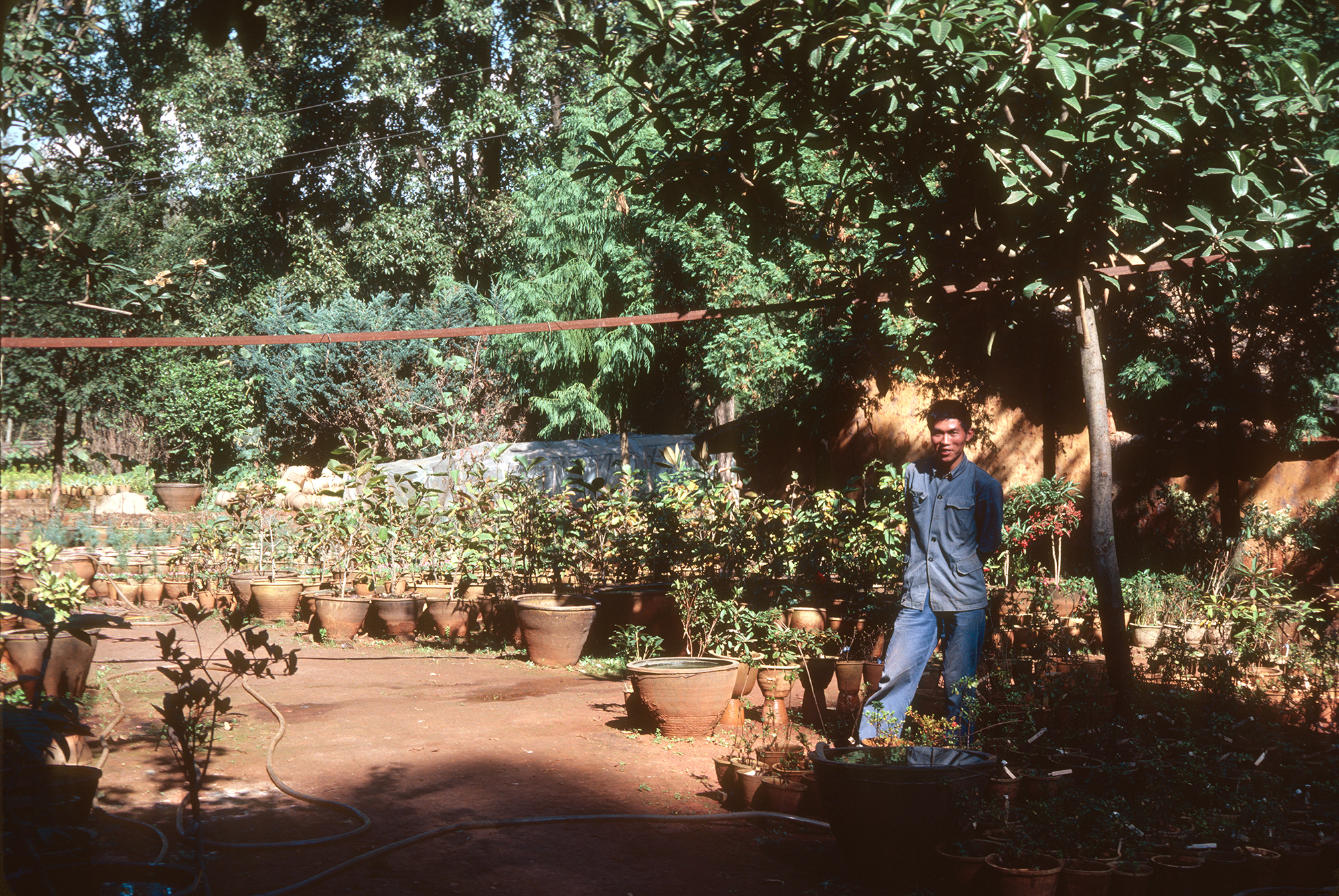 Plants being raised by pot culture in nursery area at the Kunming Institute of Botany.