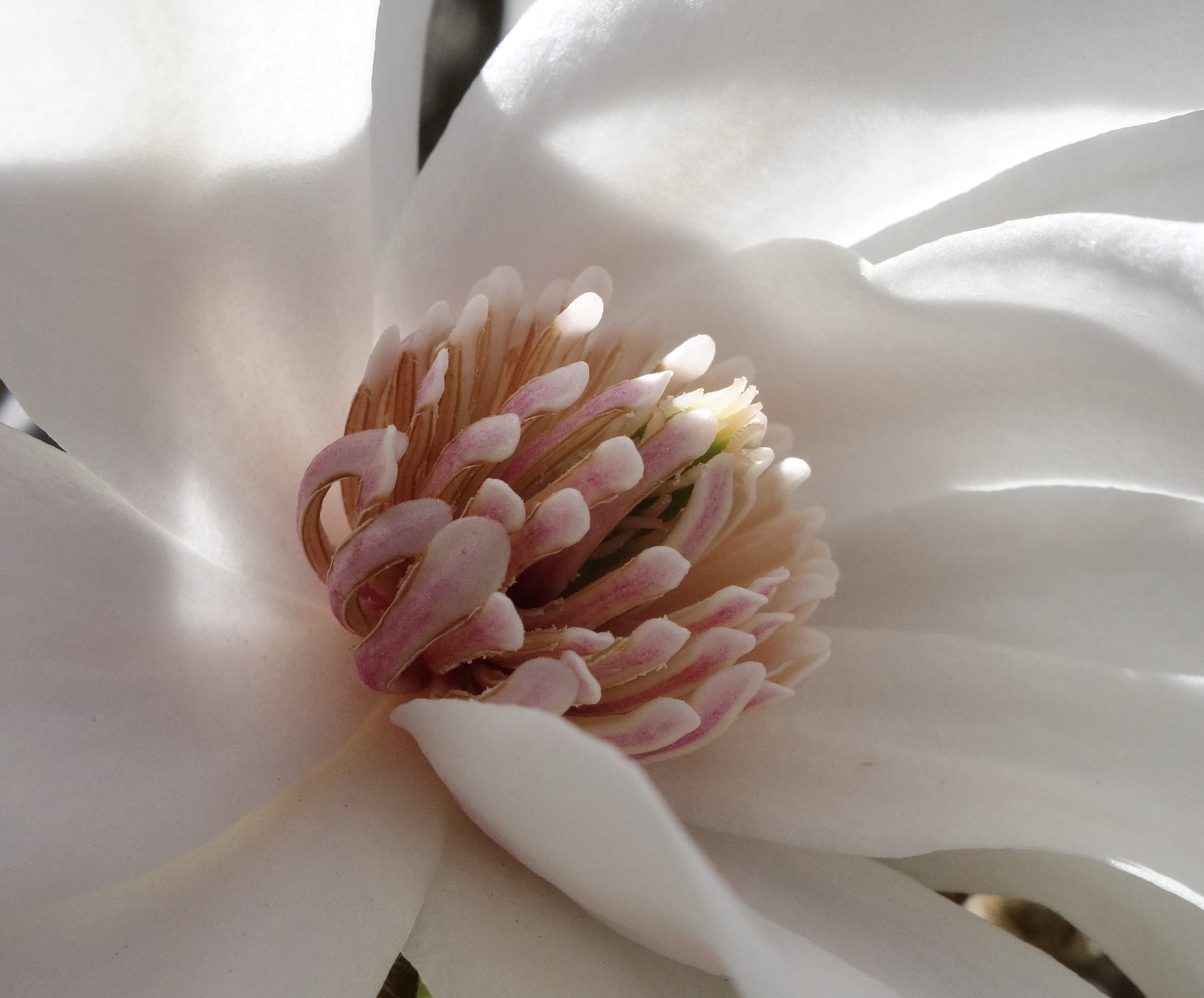 Close up of floral organs