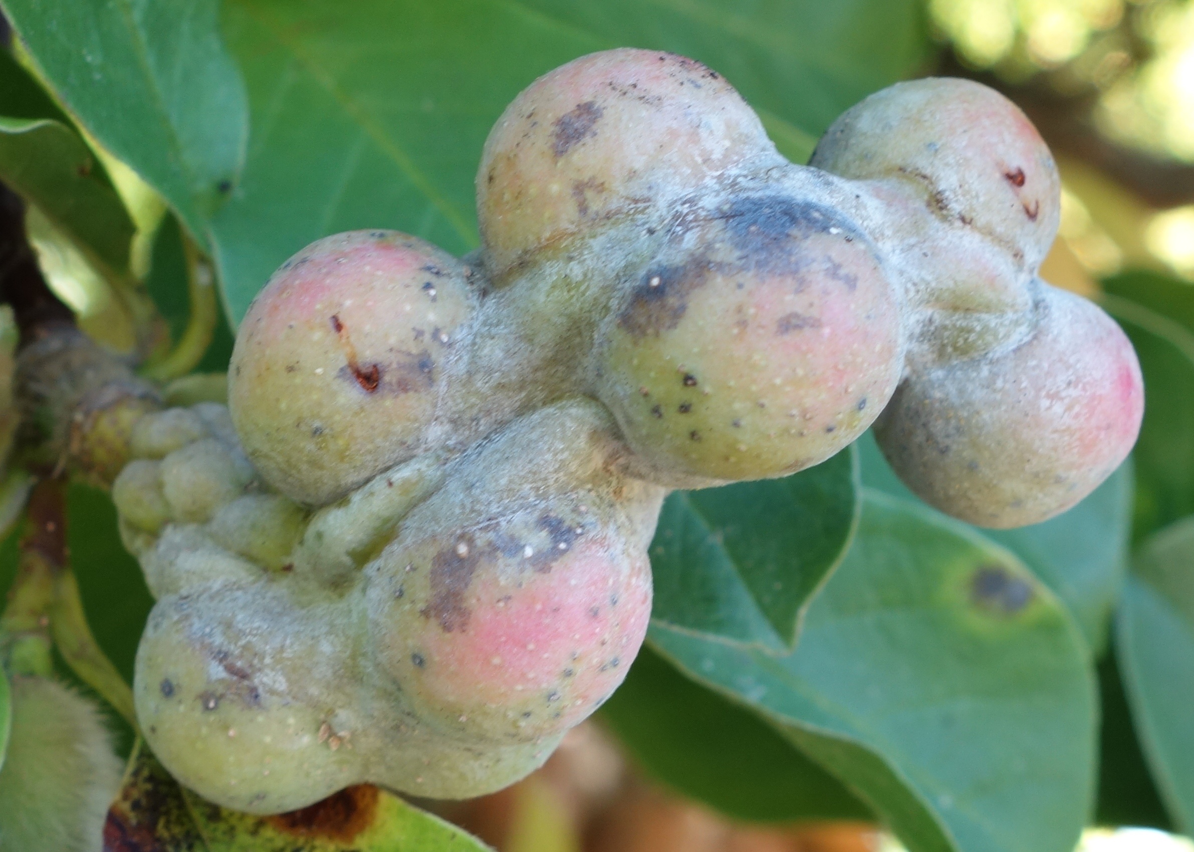Fruit, an aggregate of follicles, in early September