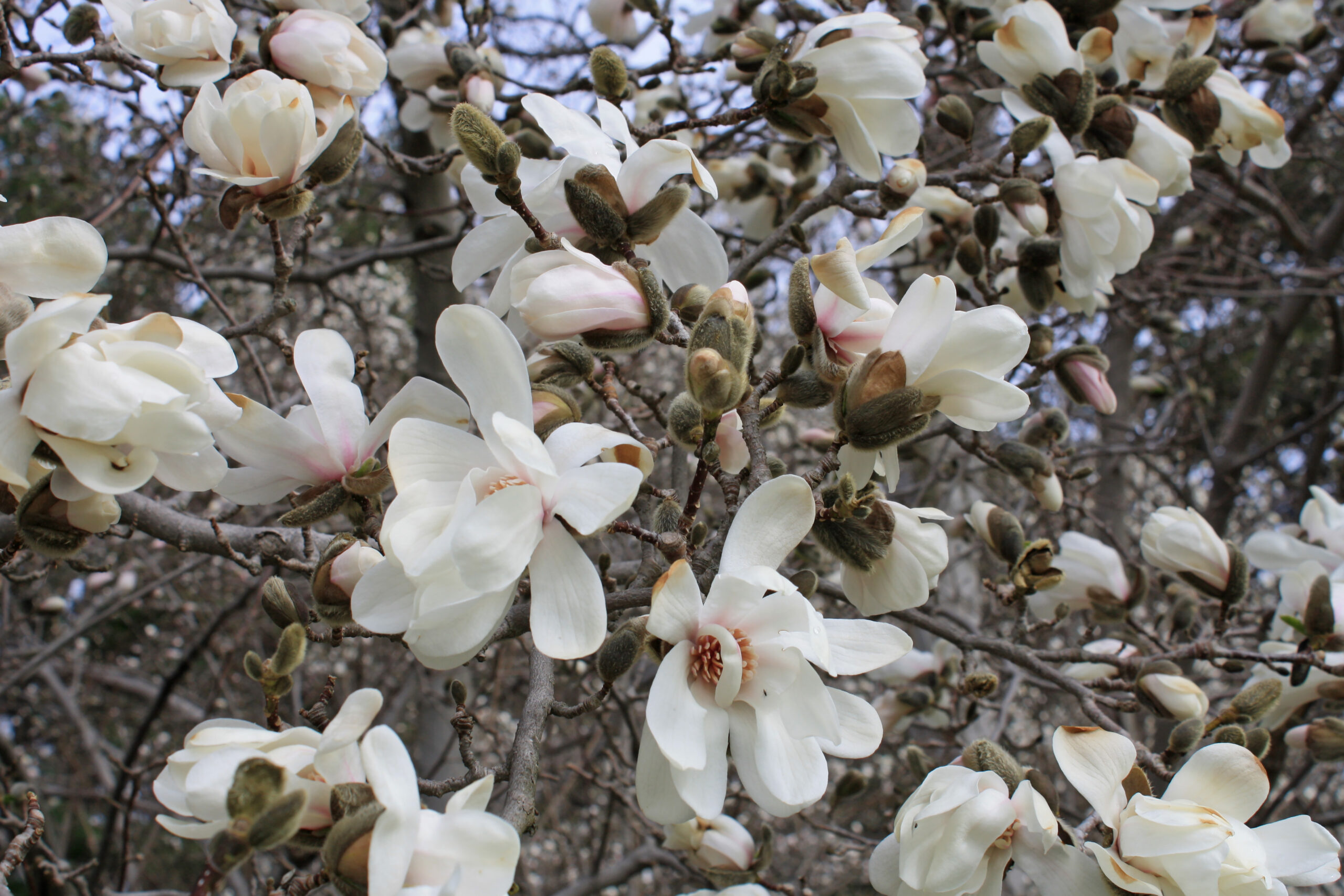 Abundant blossoms in early spring