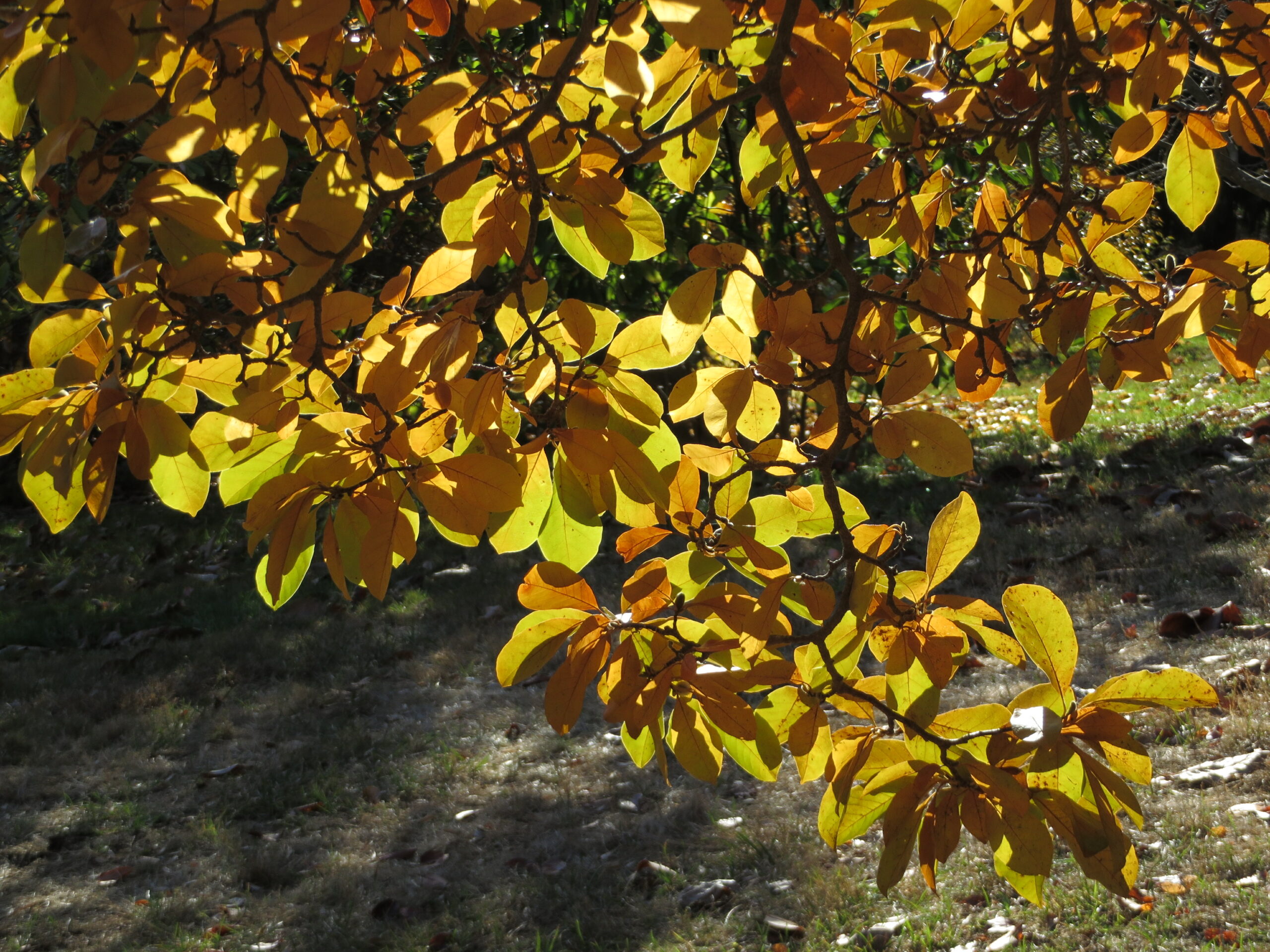 Fall foliage