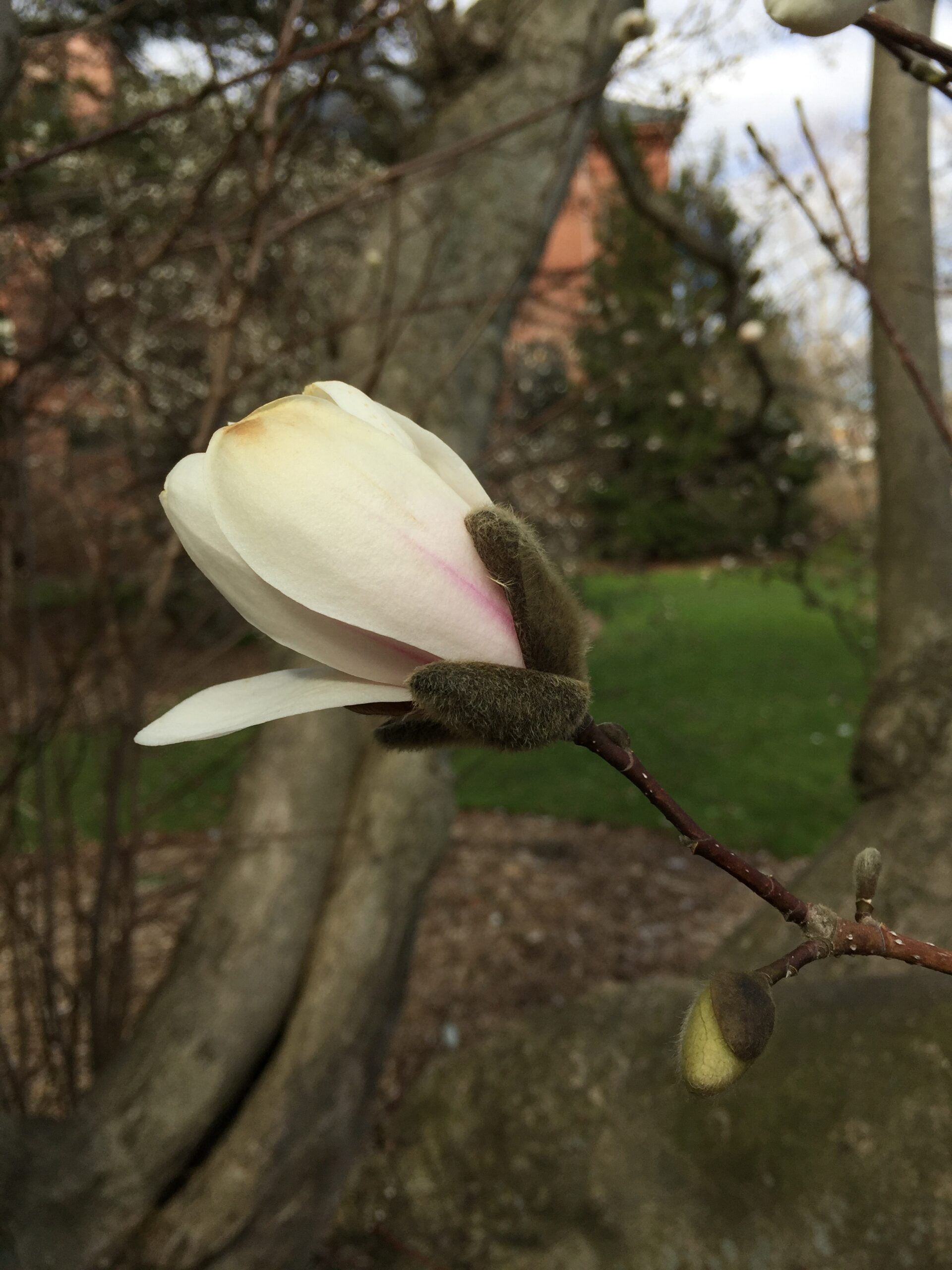 Emerging solitary flowers in early spring
