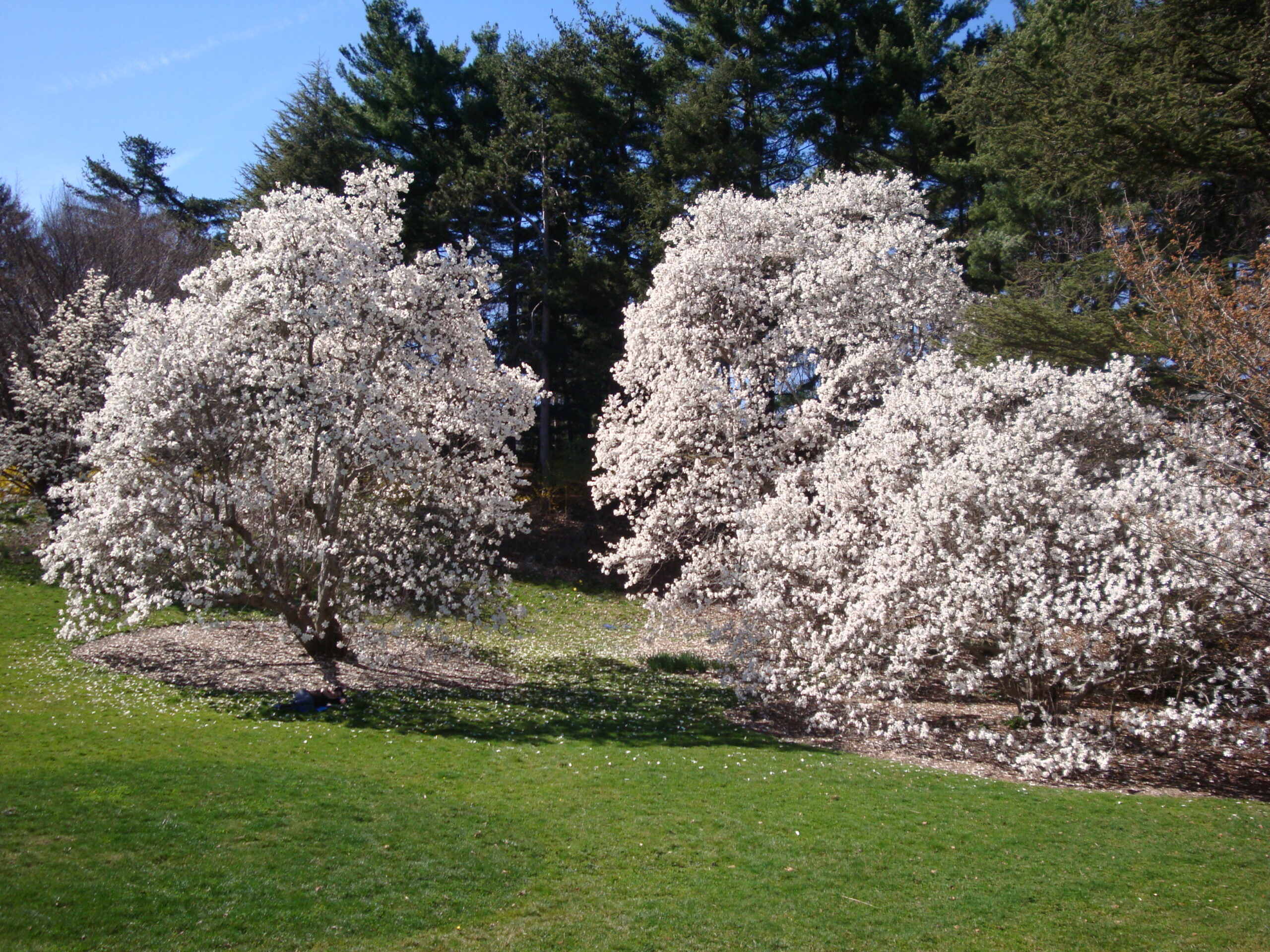 Spectacular flowering in spring