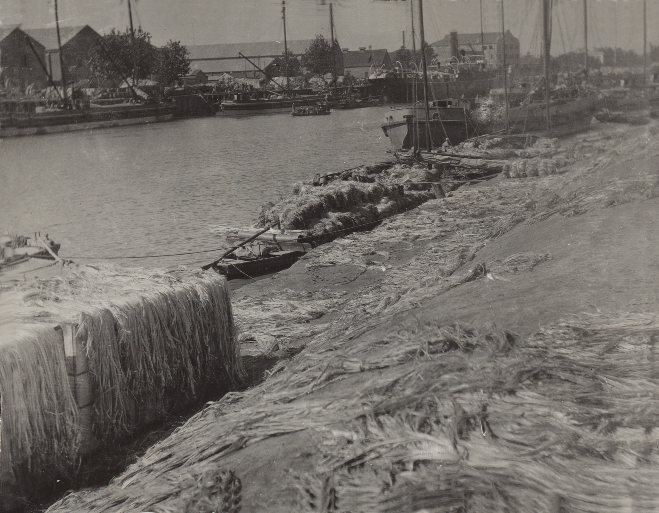 A shoreline with velvetleaf (Abutilon theophrasti) fiber drying and bleaching on the banks of the river in Tianjin, Tianjin Municipality.
