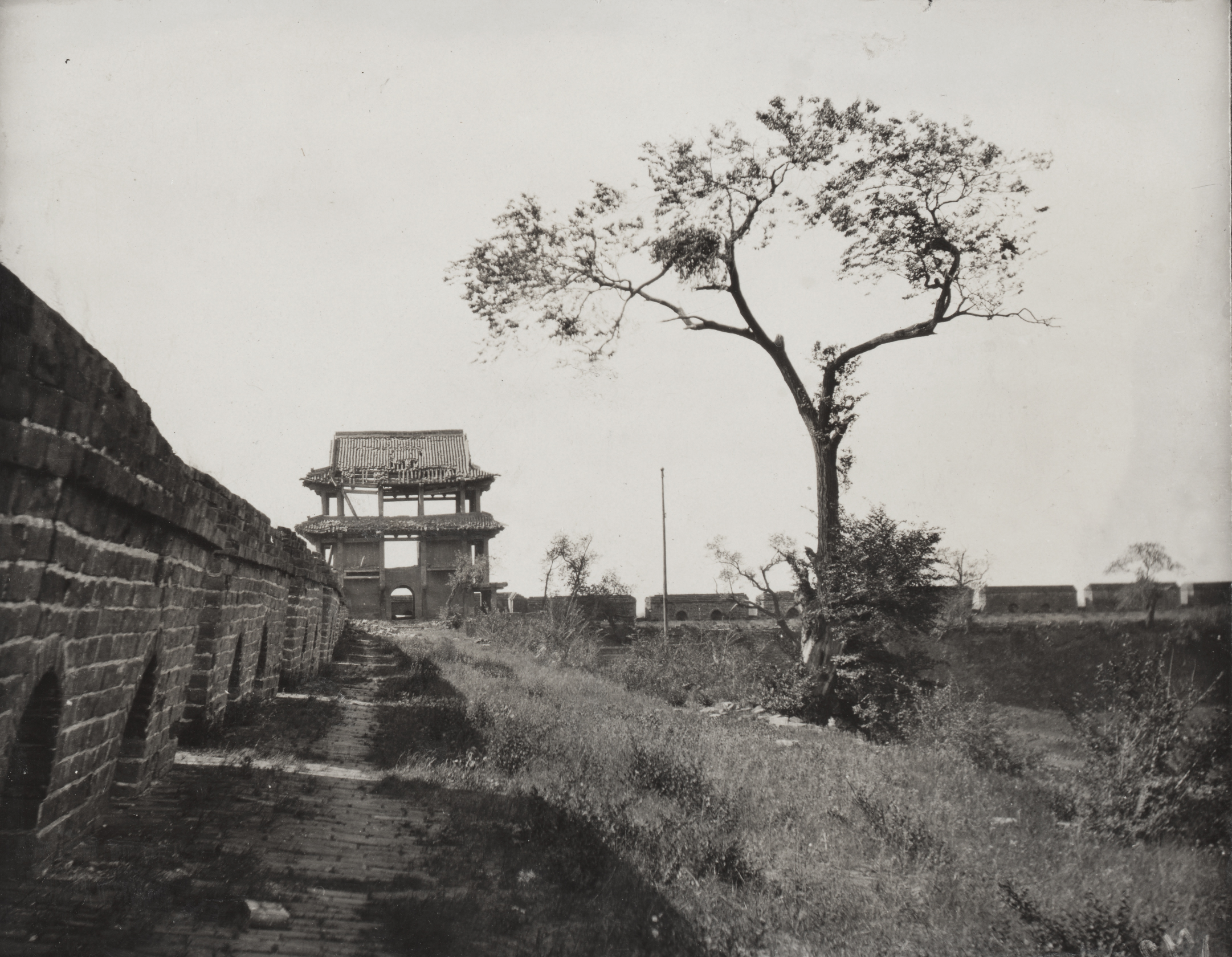 A Siberian elm growing beside the walls of Shenyang, Liaoning Province. Meyer notes the, 