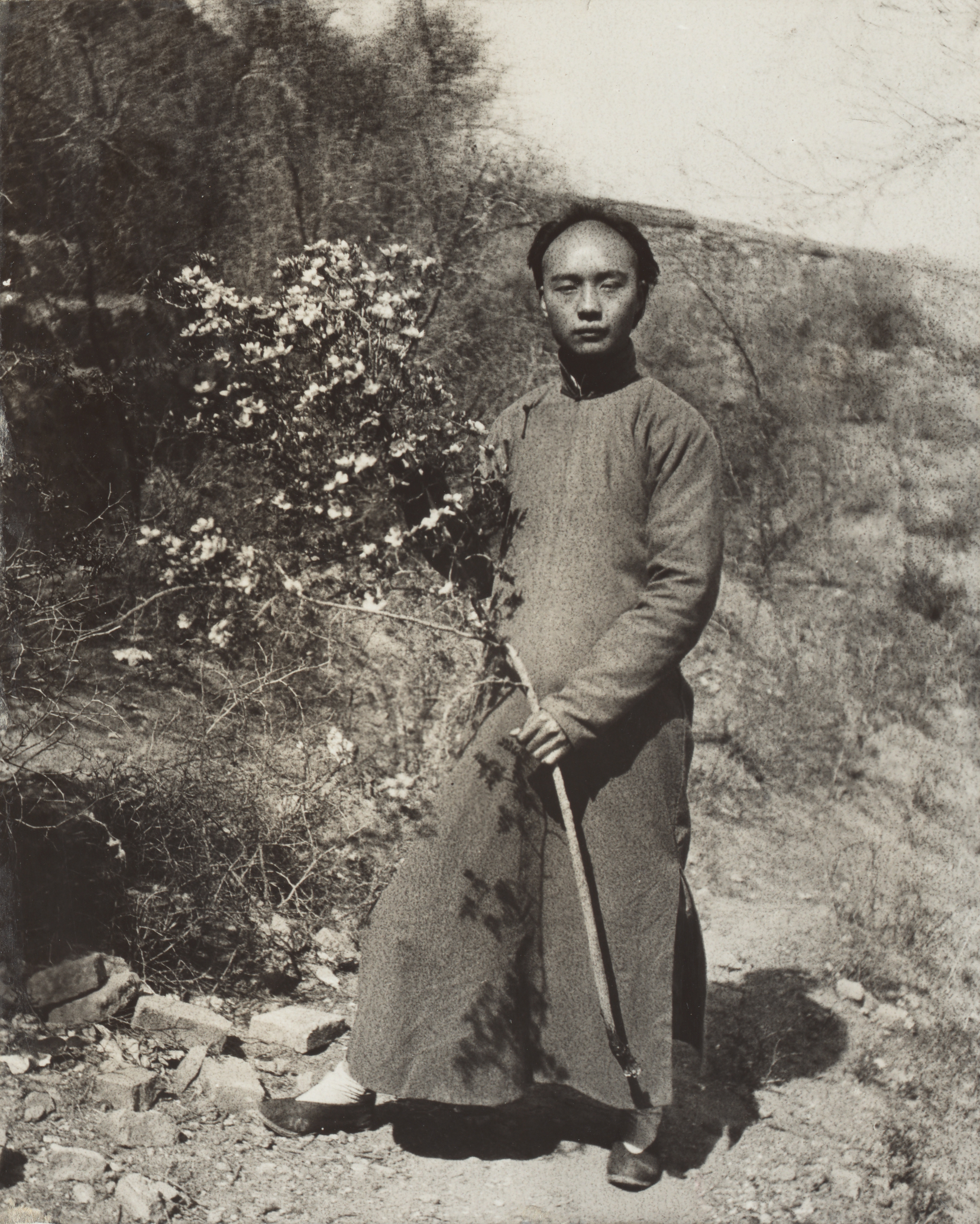 A man holds a yellow flowering stem of Rosa xanthina in the mountains near Changchi, Shanxi. 