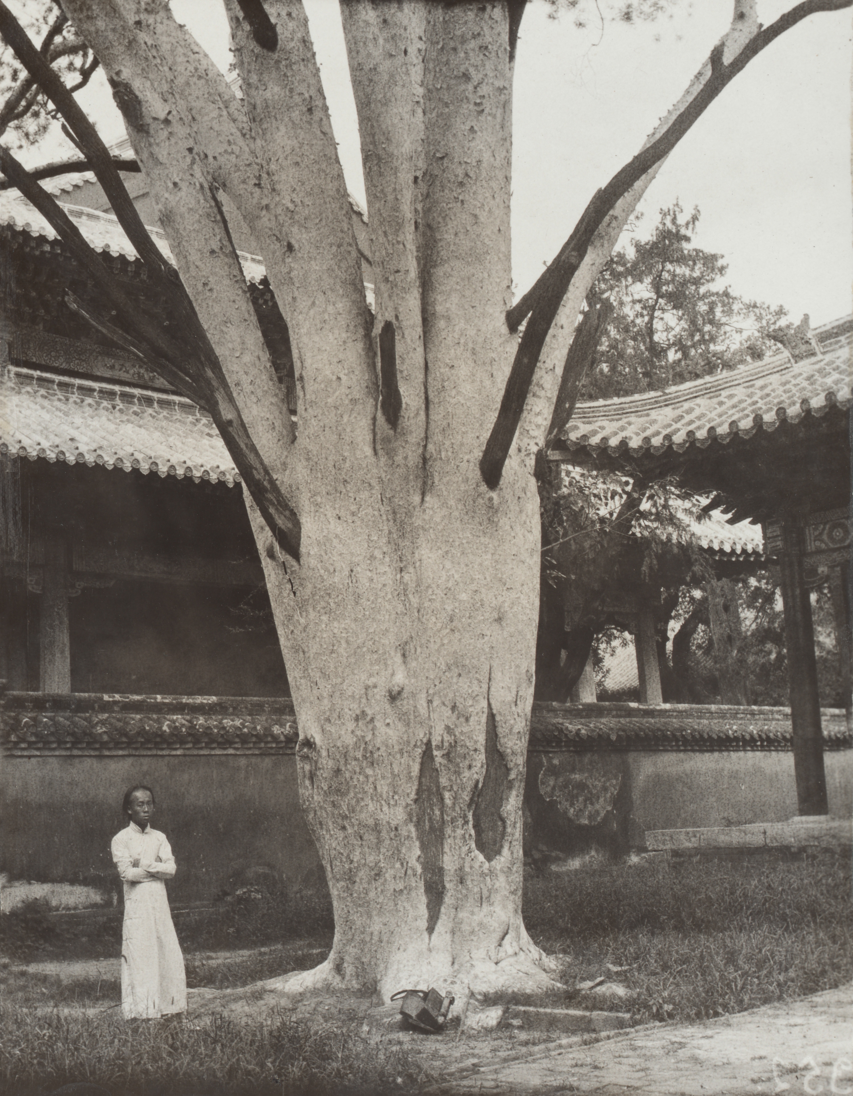 A man stands beside a large lacebark pine (Pinus bungeana) in Qufu, Shangdong in September 1907. 