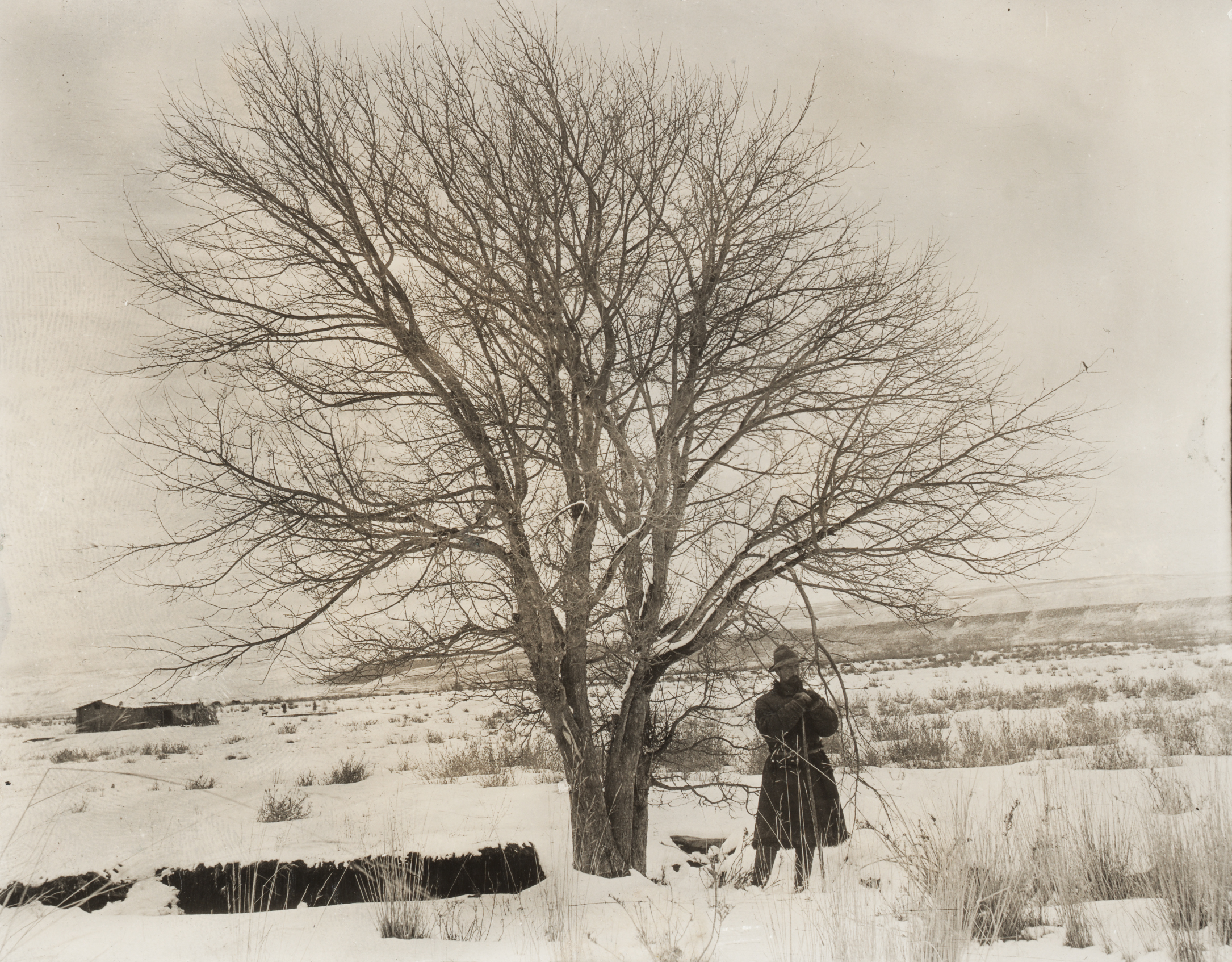 Frank Meyer's interpreter stands beside a wild apple tree (Malus sp.) in the Chong Ojighilan valley, near Tian Shan, Xinjiang in March 1911. 