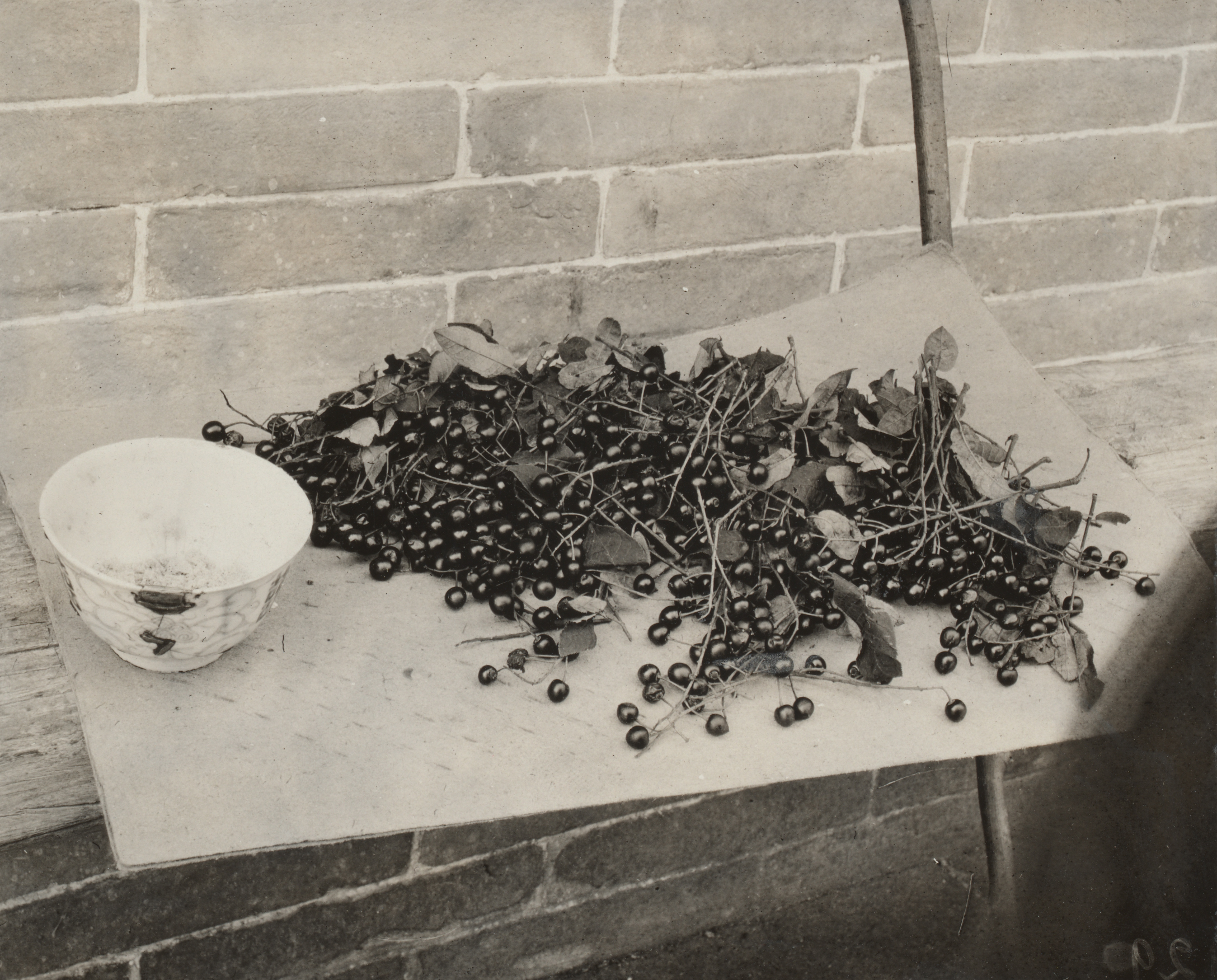 Frank Meyer photographed this table of bird cherries (Prunus padus) in August 1913 at Xiaowutai Shan, Hebei Province. He comments in the caption, 