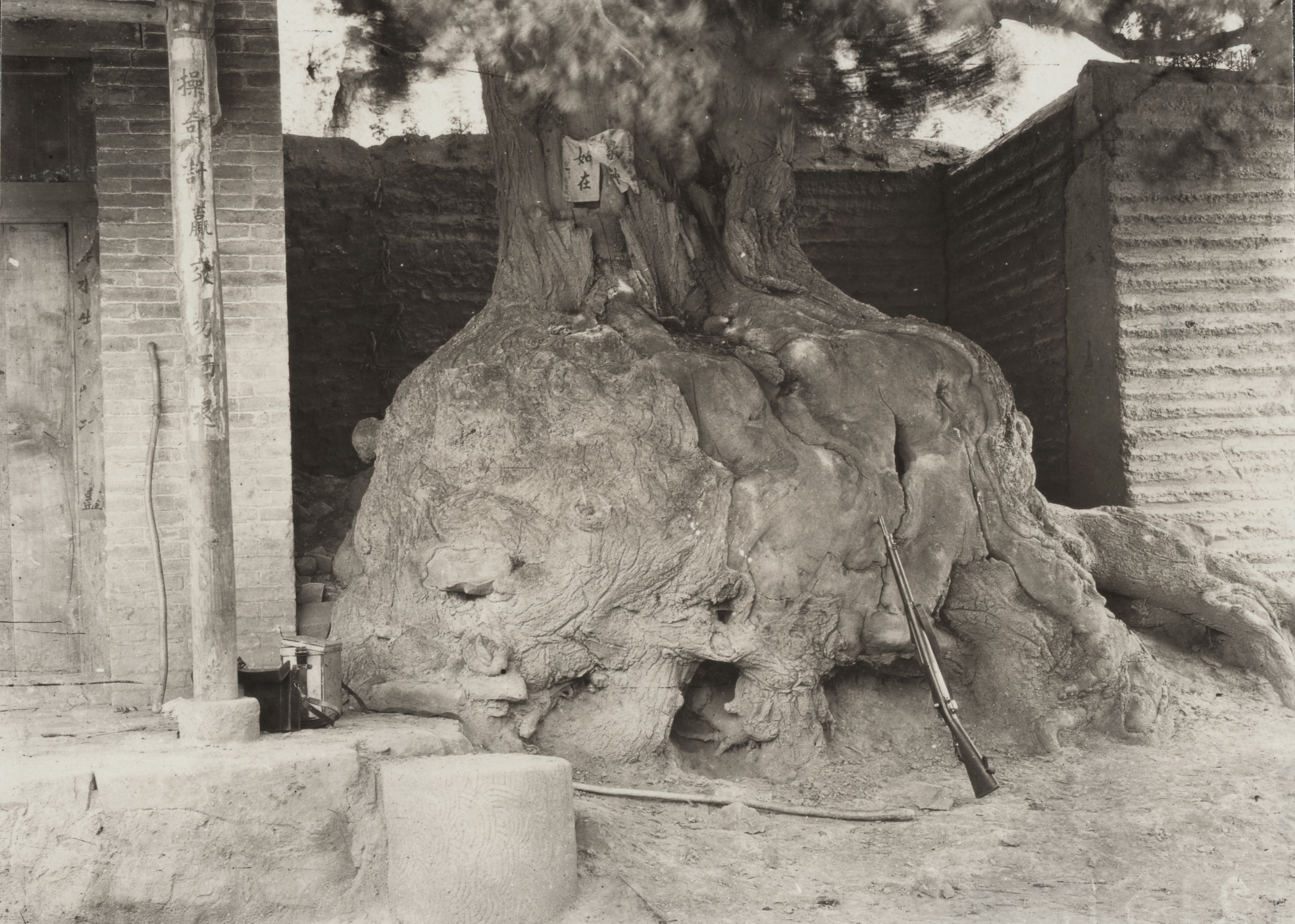 Frank Meyer photographed this Styphnolobium japonicum in Yung lo, Shanxi Province in 1914. 