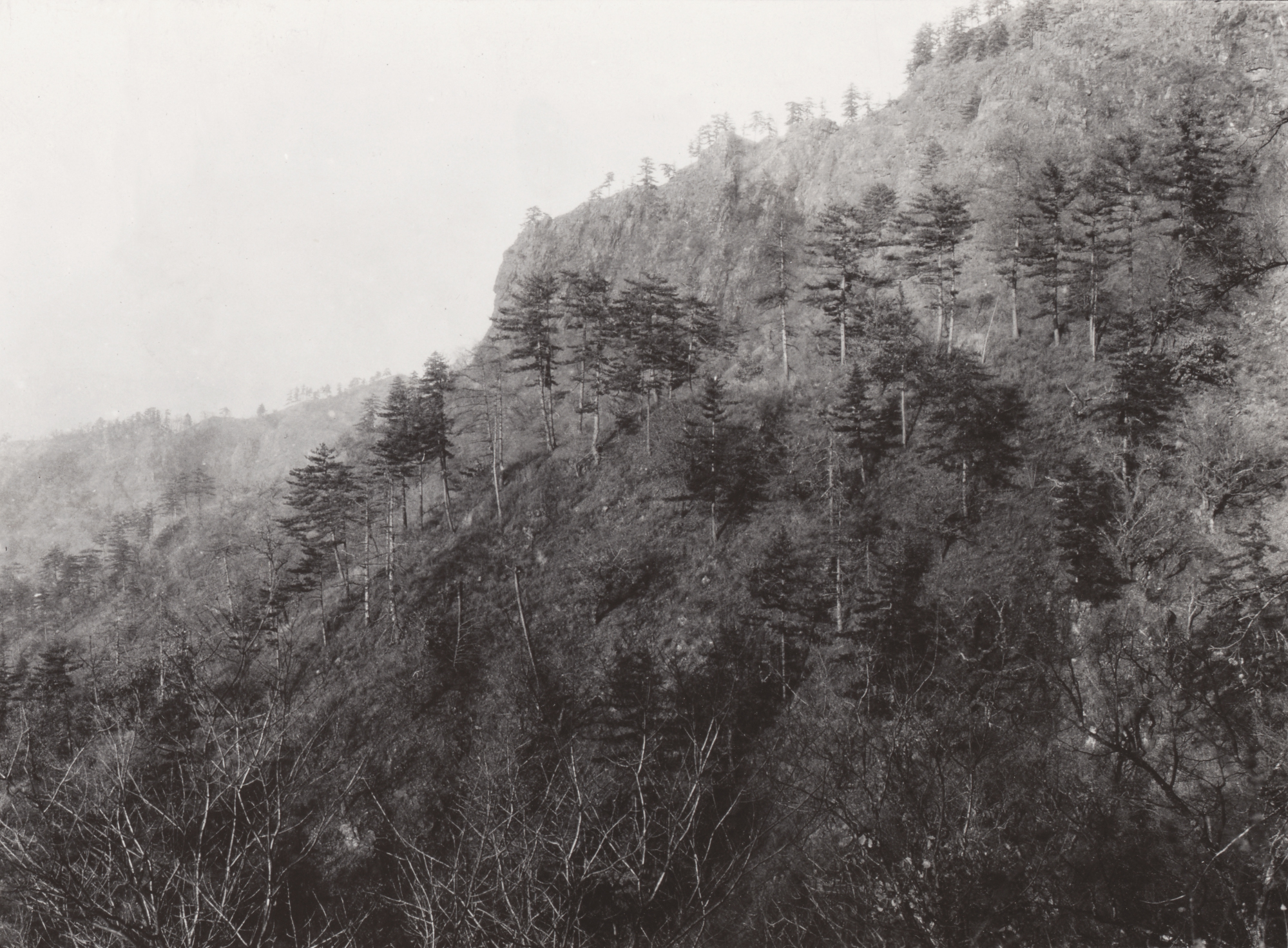 "Tall pines scattered thru wild mountains showing how most of the mountainous country of North China looked before ruinous and senseless deforestation was practiced by the population." Frank Meyer, Xinglong, Hebei, December 1916.