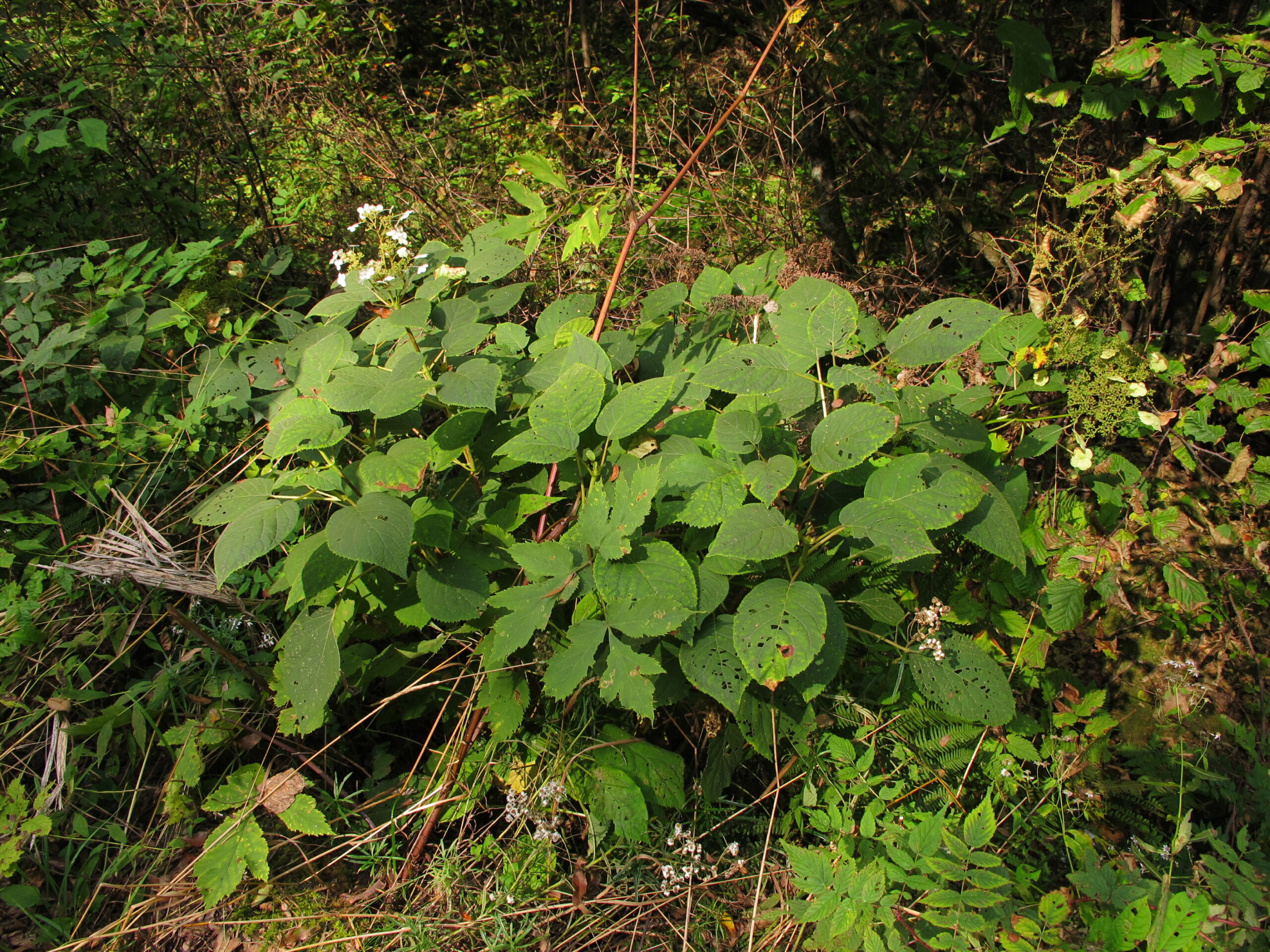Photo of hydrangea shrub in wild