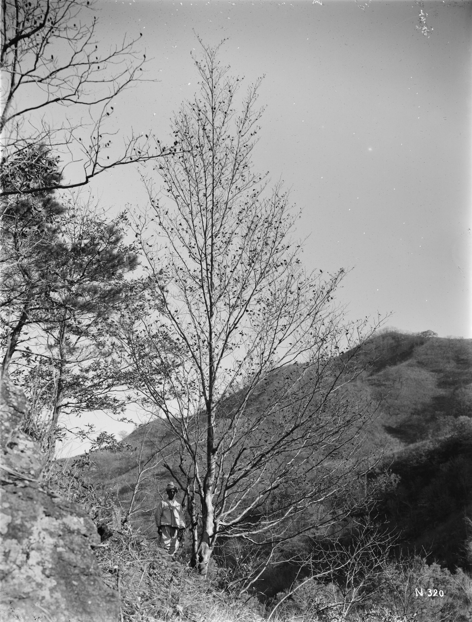Black and white photograph showing stewartia on mountainside