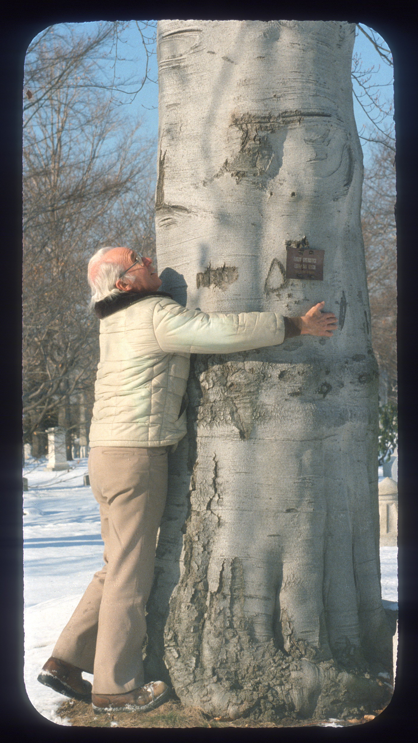 Al Bussewitz and beech tree