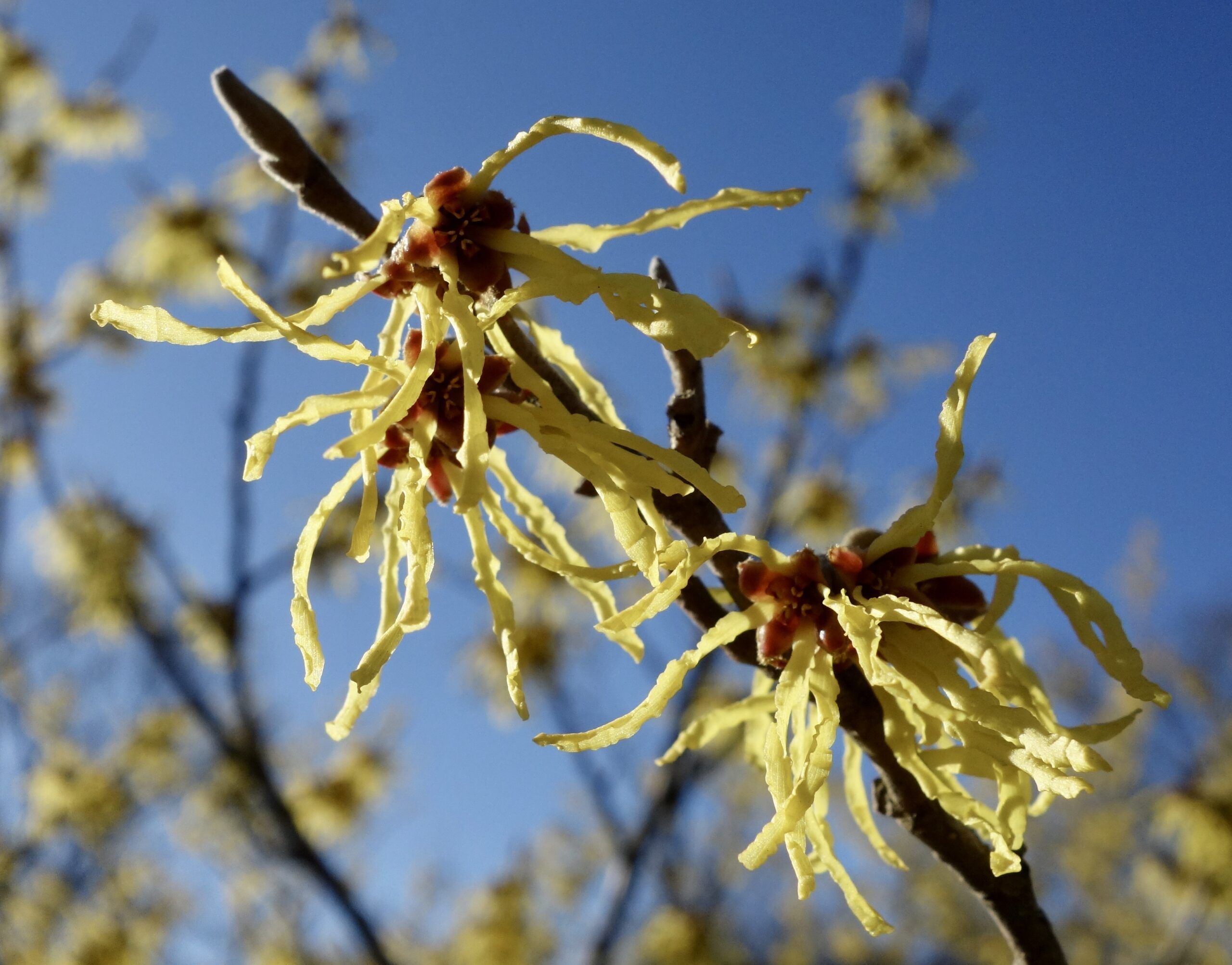 Hamamelis x intermedia 'Arnold Promise' 195-2005*A in full flower in late winter.