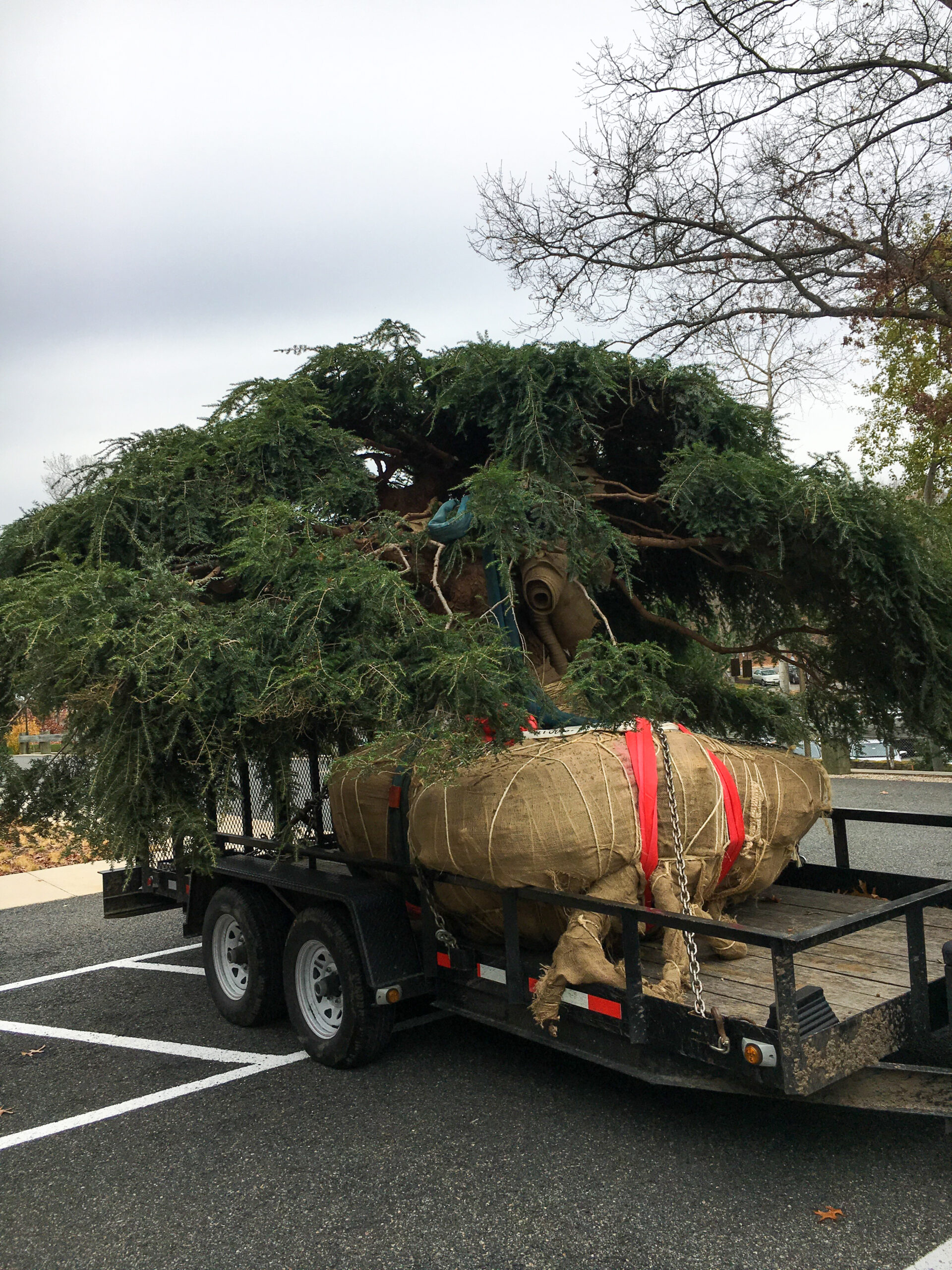 Photo of balled and burlaped hemlock on trailer