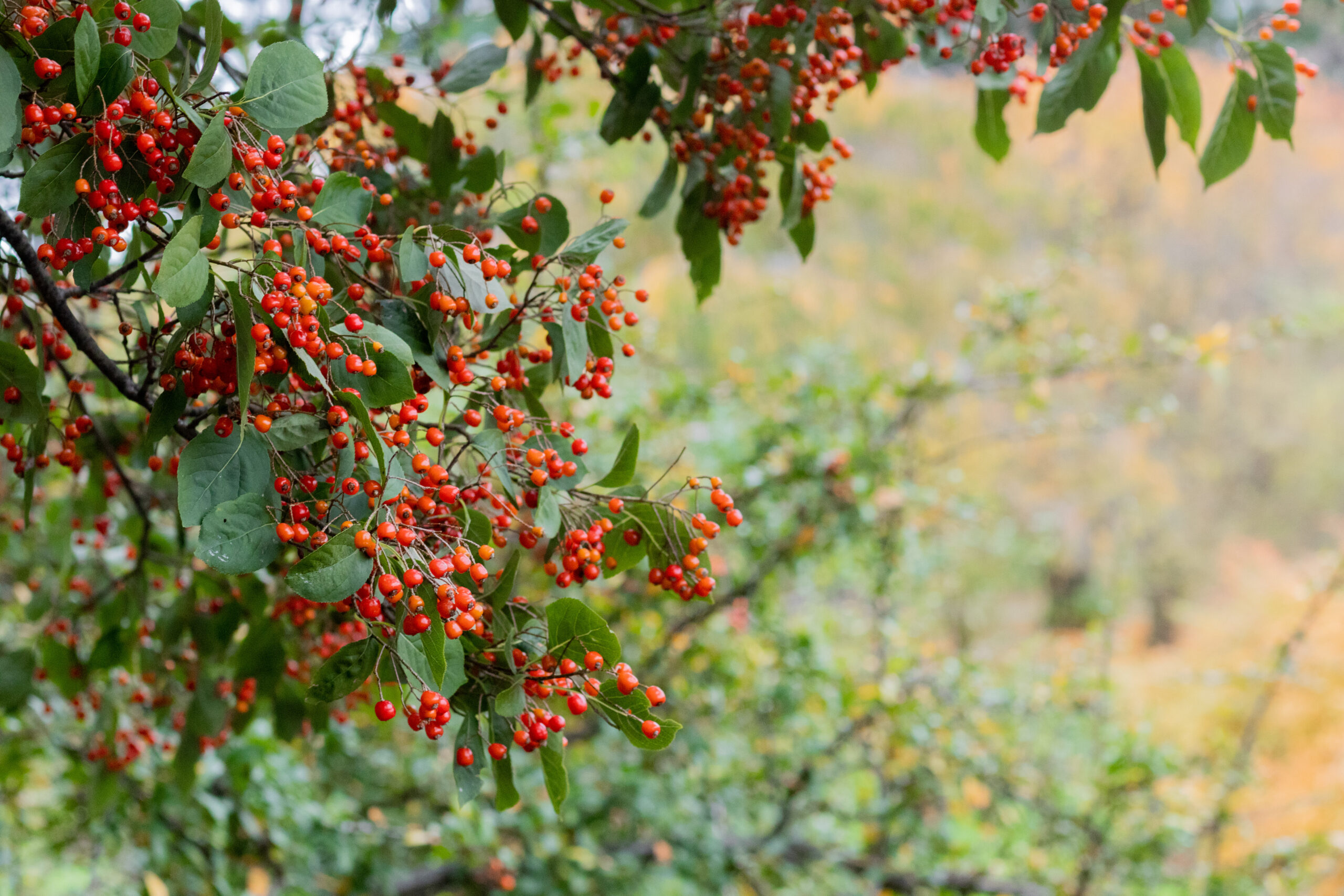 Red fruit clustered on branch with green leaves