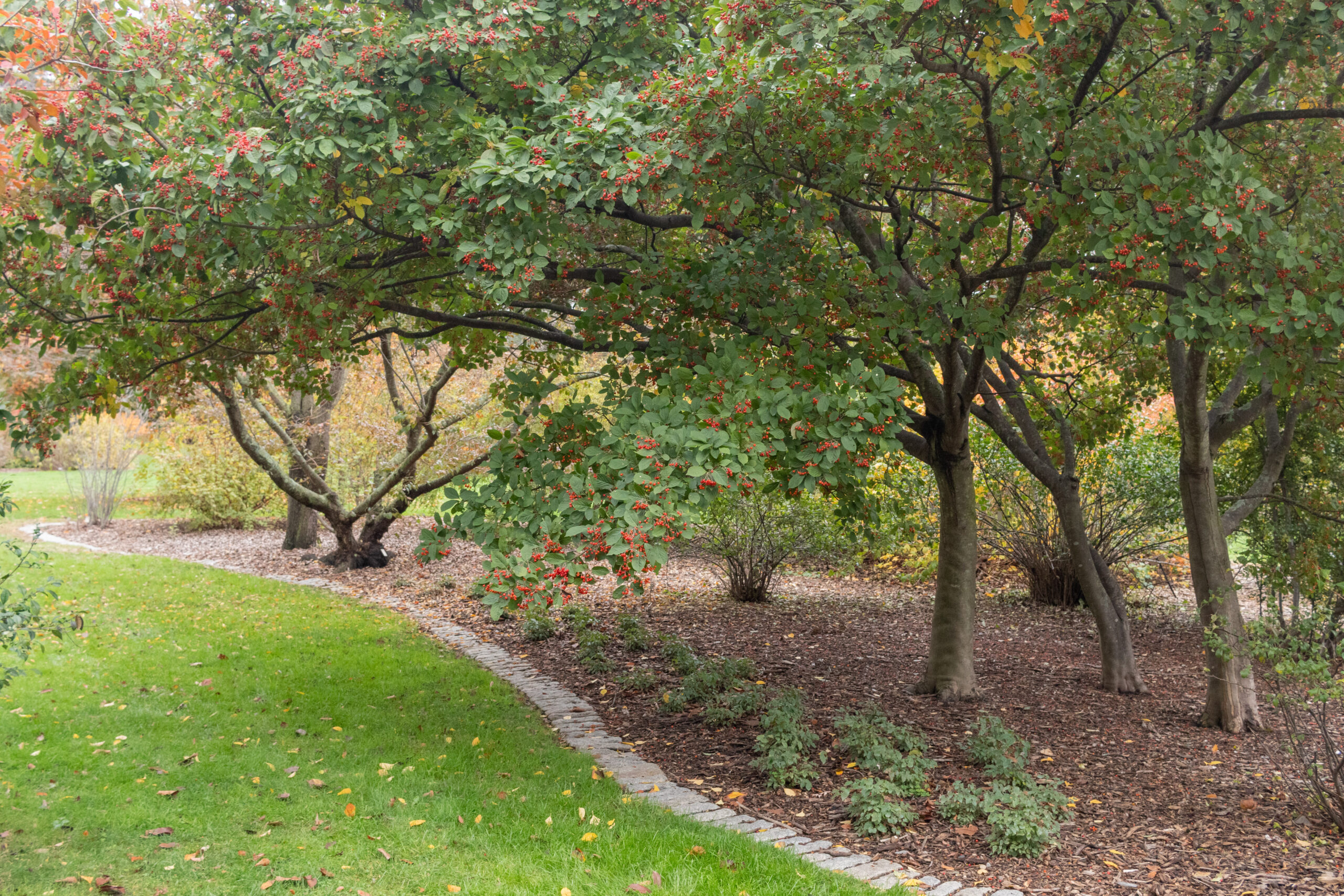 Three photinia trees, each with a single-stemmed trunk