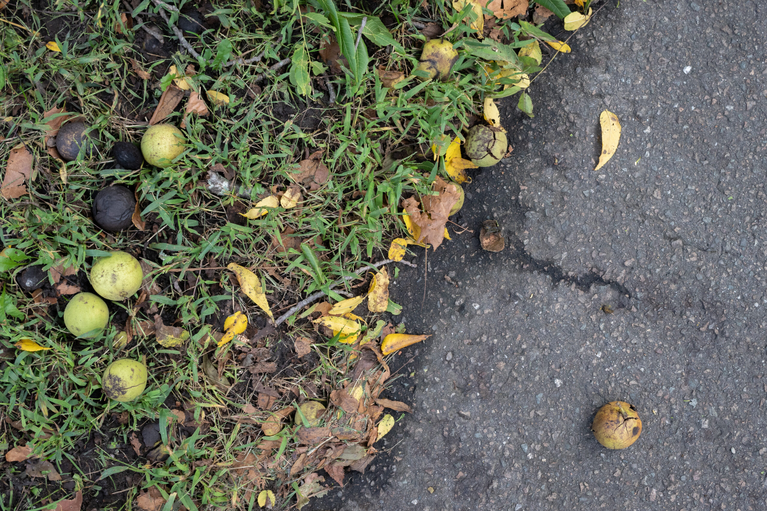 Black walnuts on road and in grass