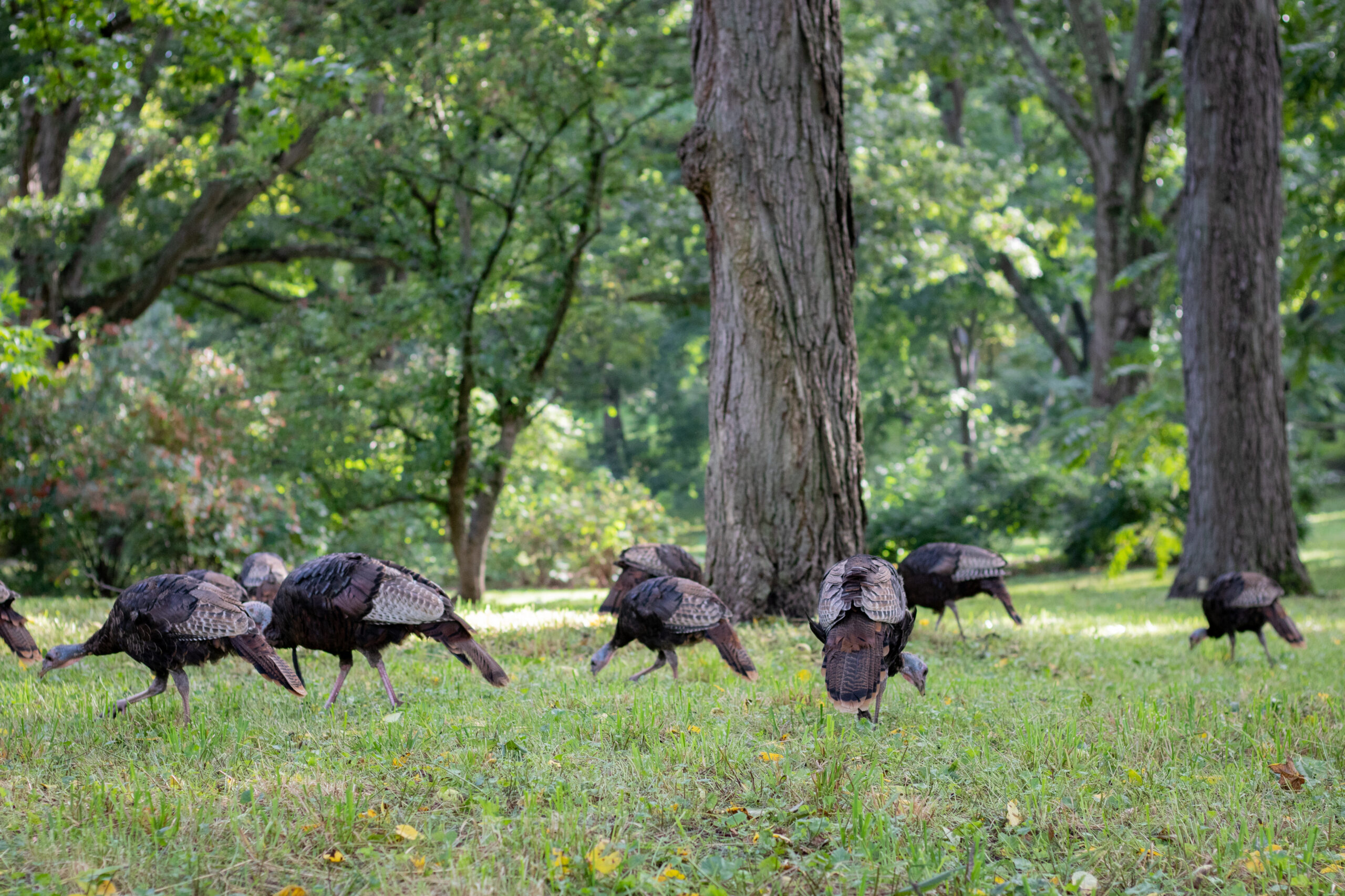 Photo of turkeys beneath black walnuts