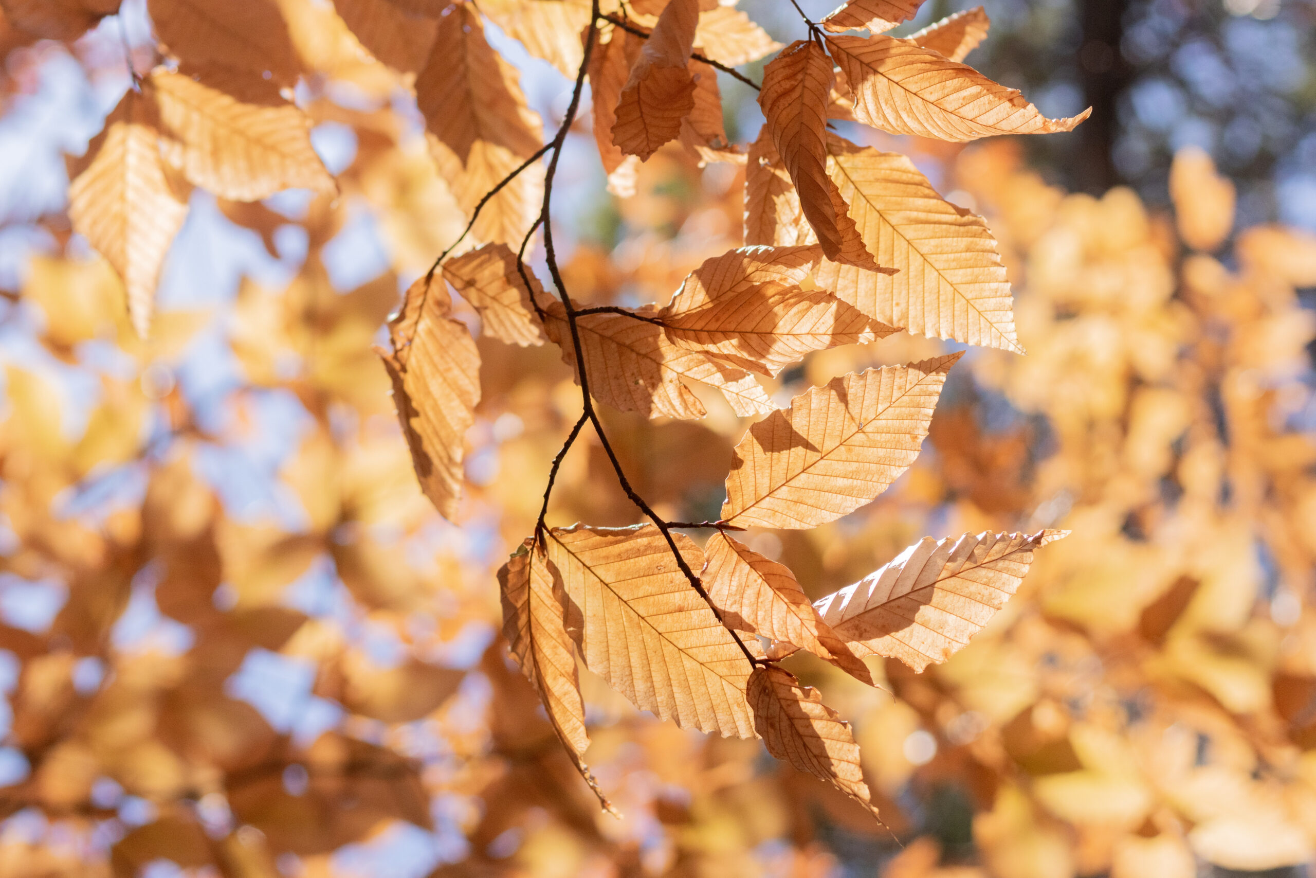 Copper colored leaves on beech branch
