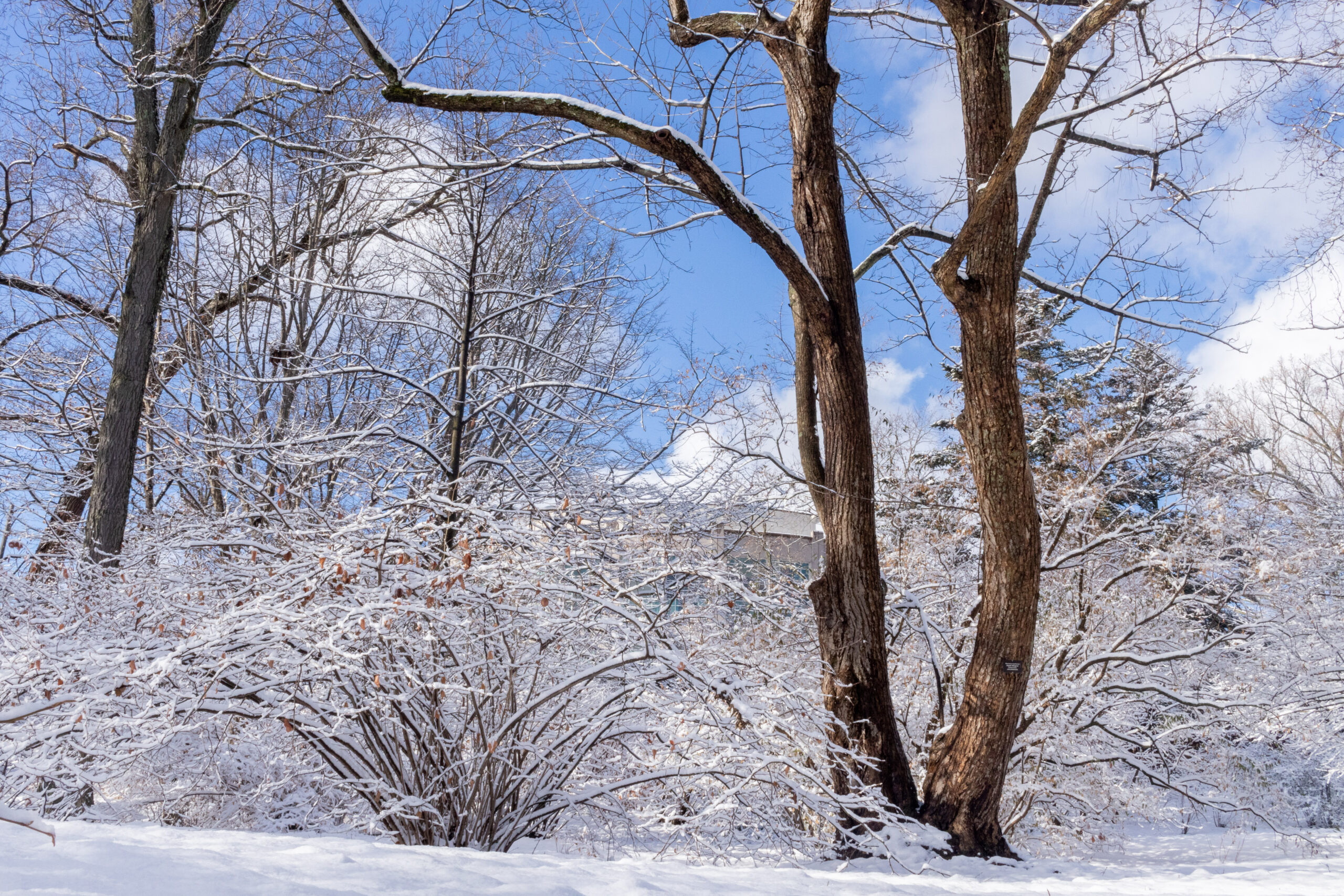 Photograph of large, two-trunked tree standing in snowy landscape