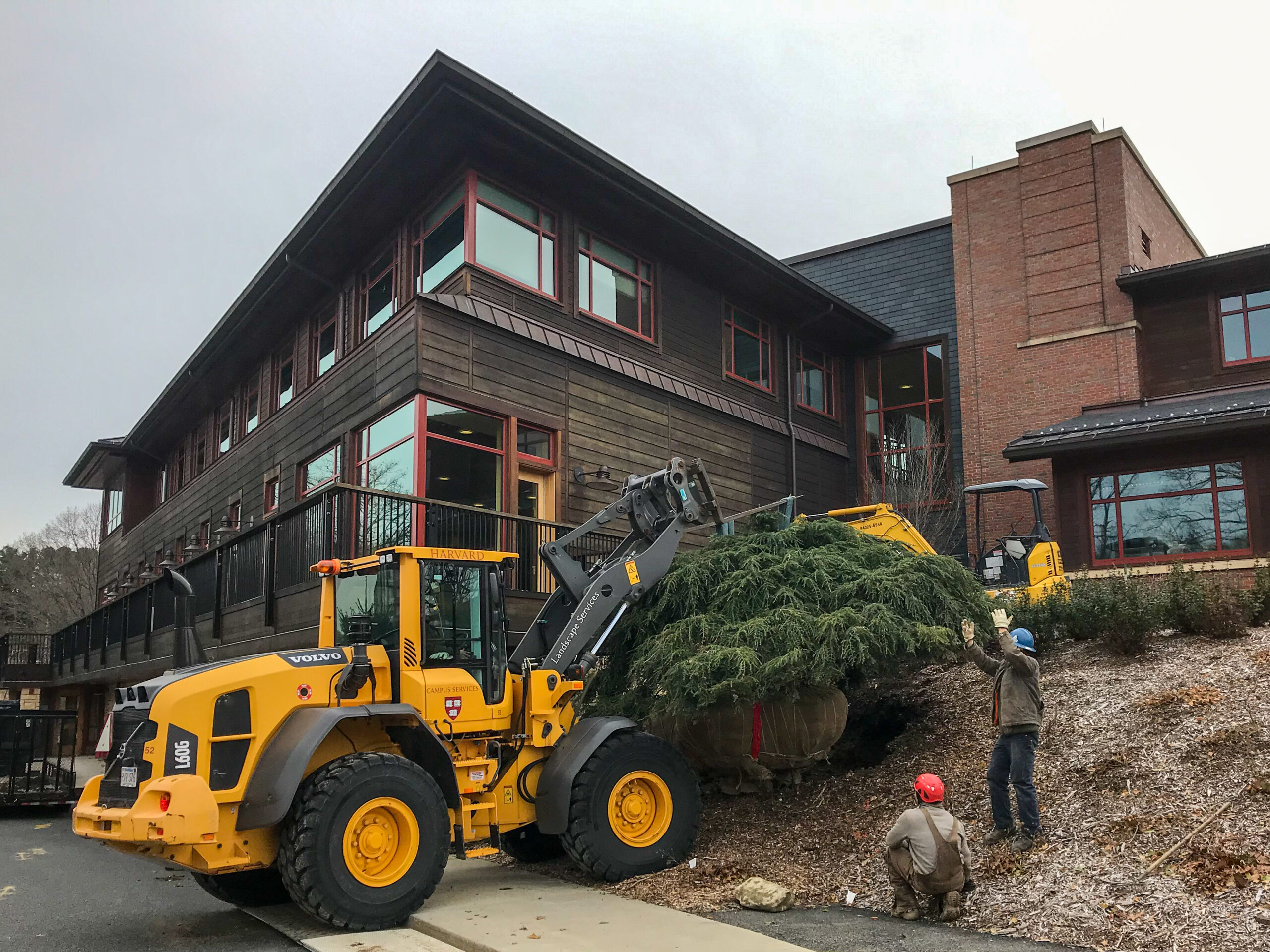 Photo of hemlock tree being placed in planting location with front-end loader