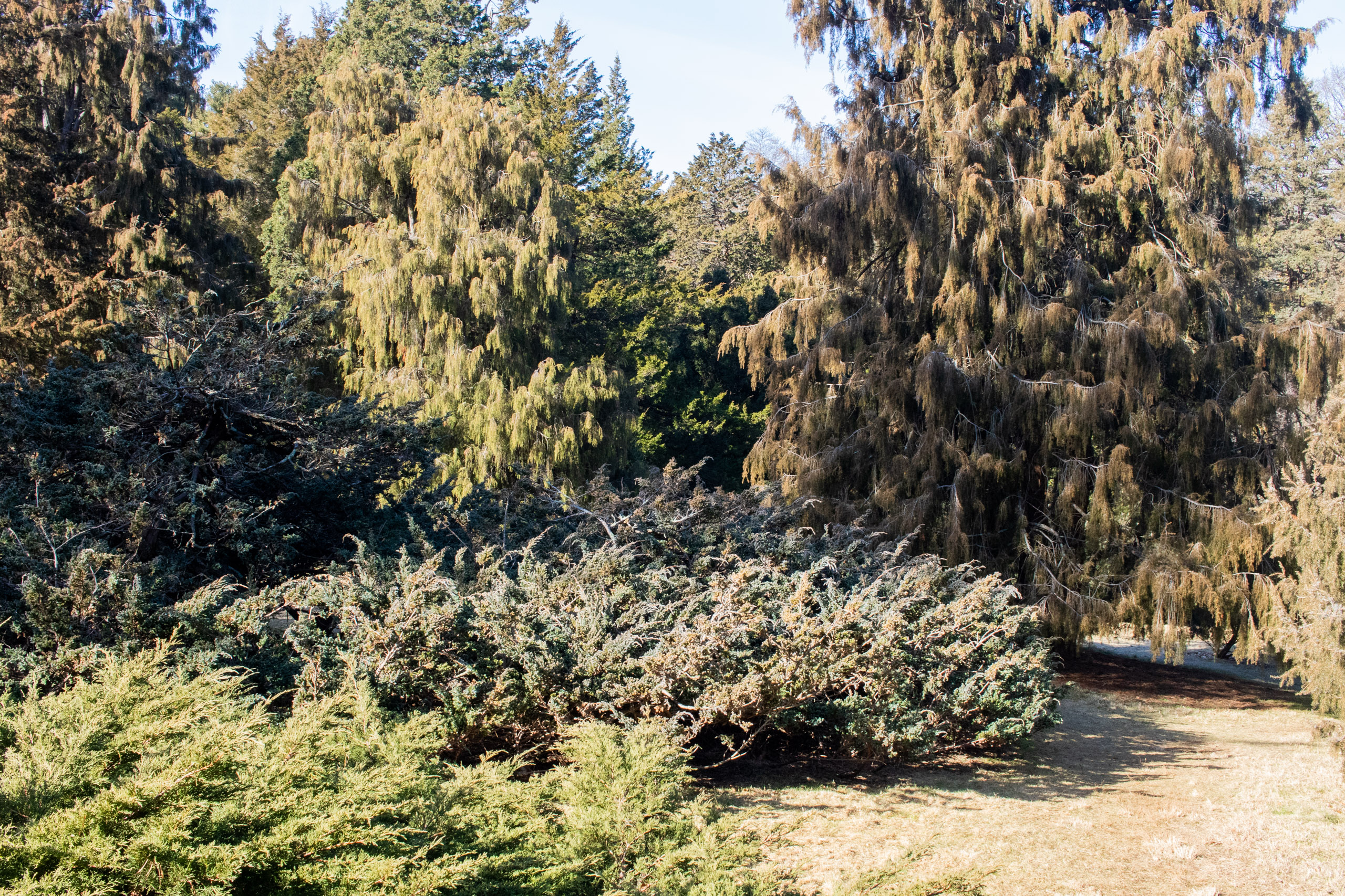 Photograph of juniper collection with large weeping tree on right side