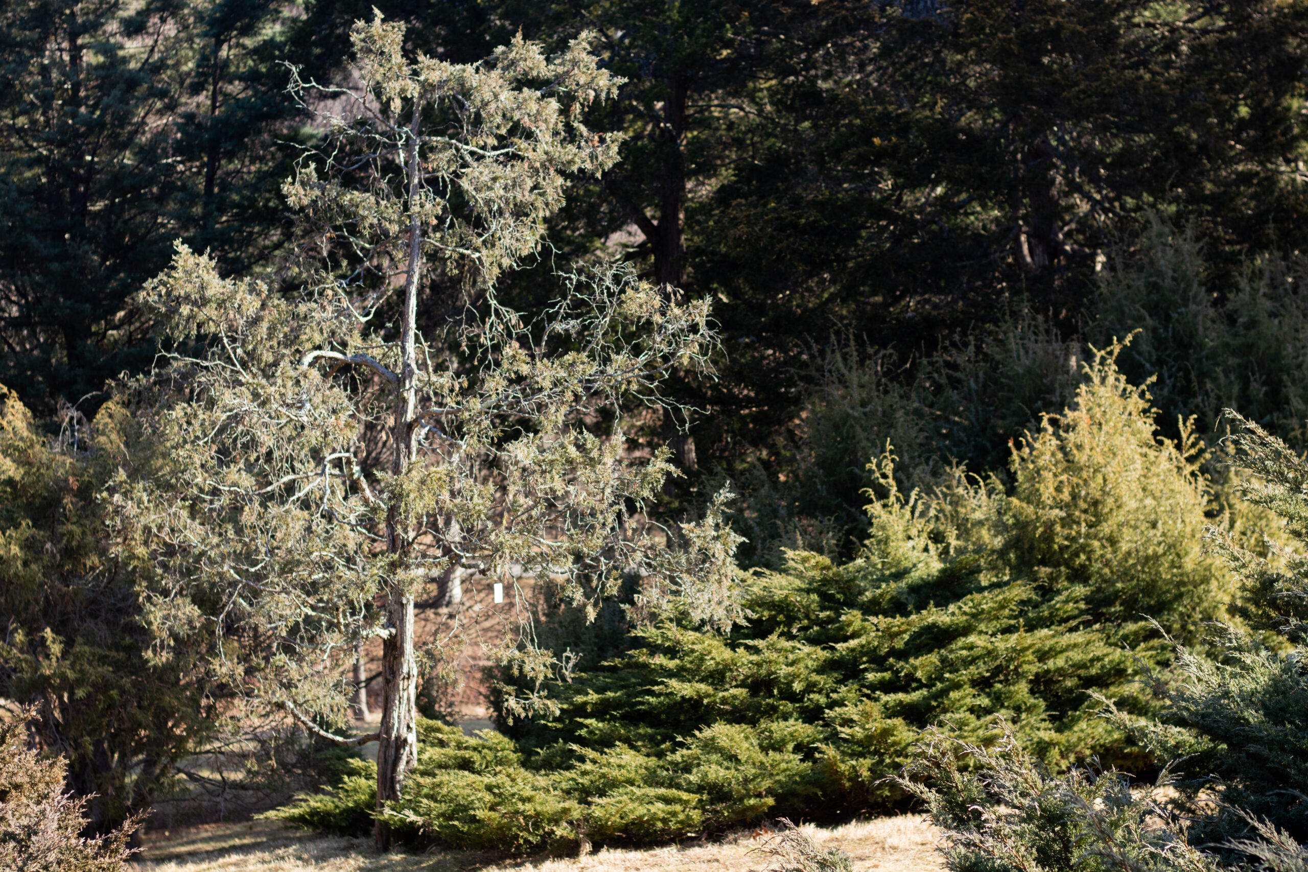 Photograph of oddly shaped junipers