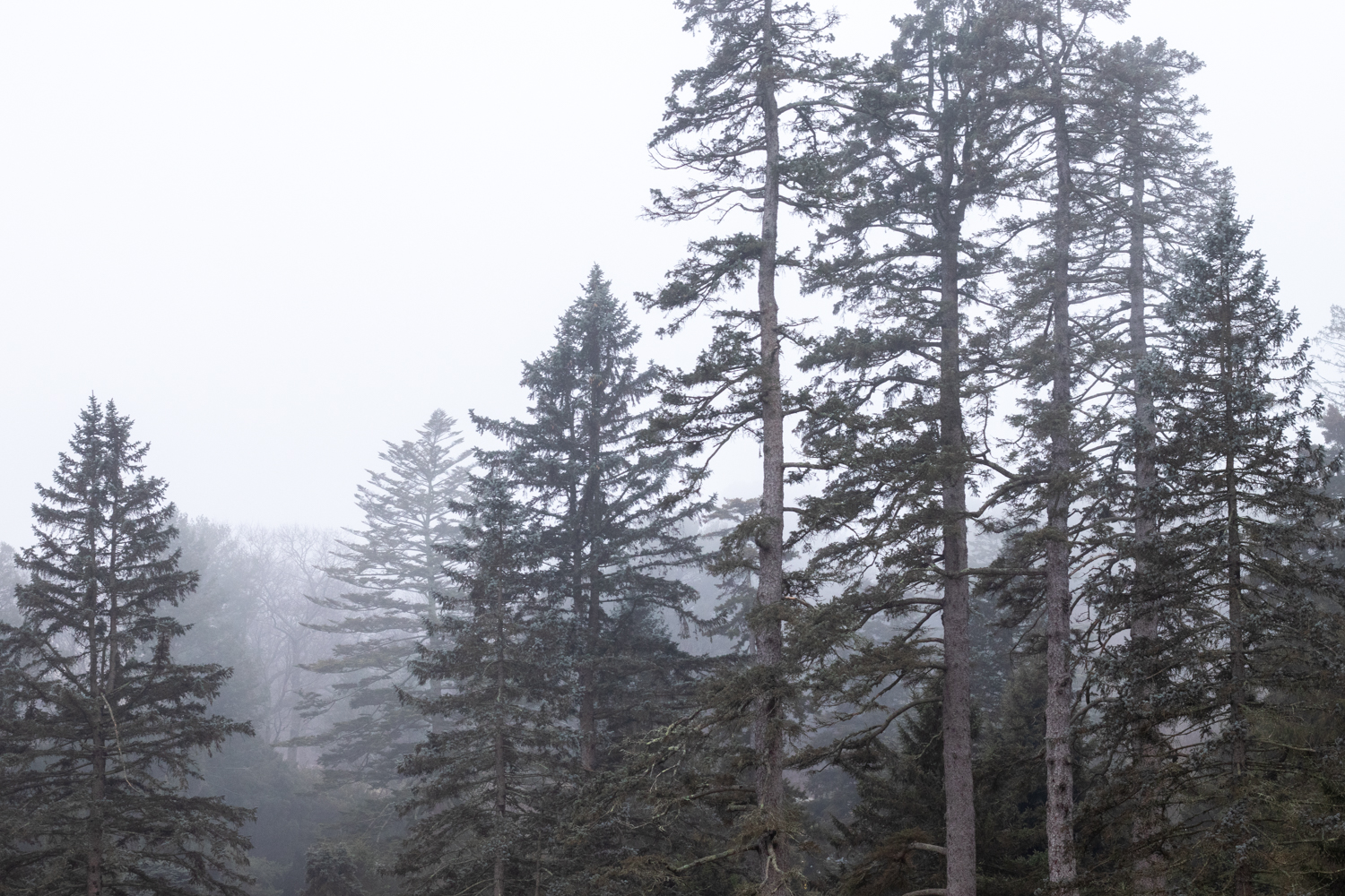 Spruce trees viewed on misty day