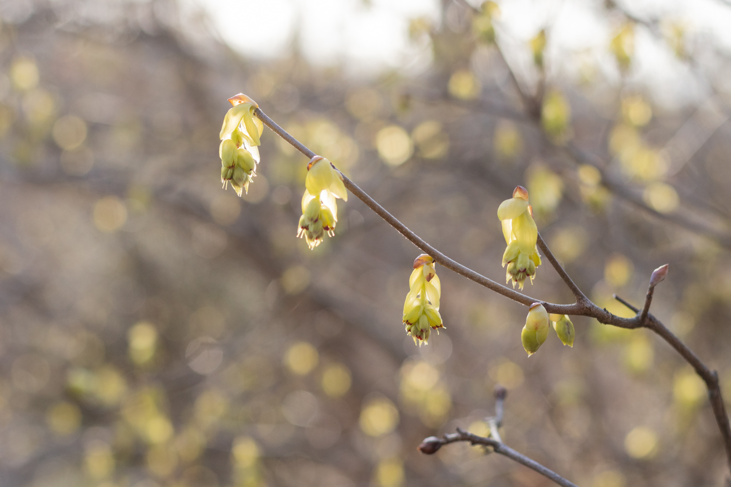 Yellow flowers of winterhazel showing no leaves on branch