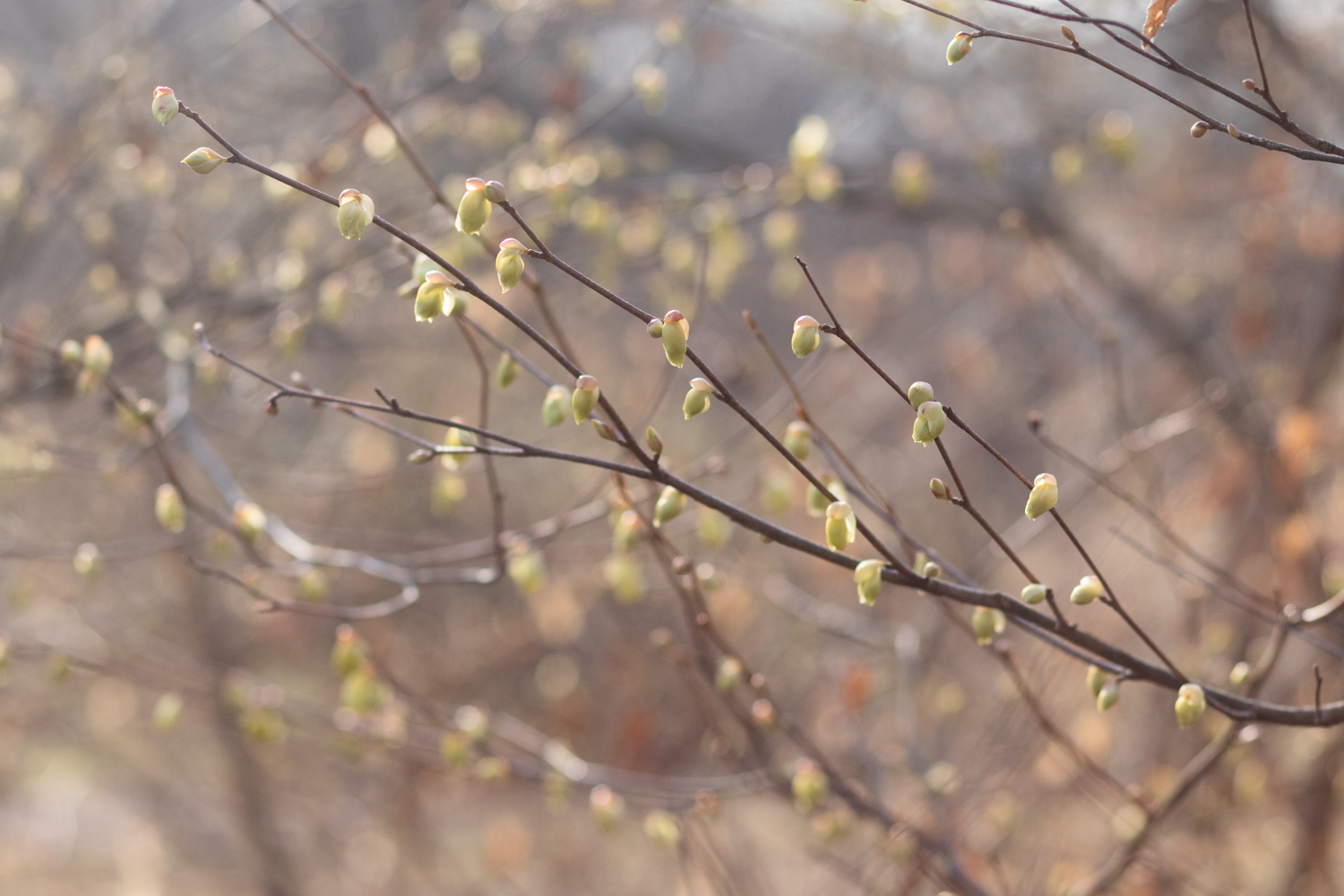 Yellow flowers of winterhazel showing no leaves on branch