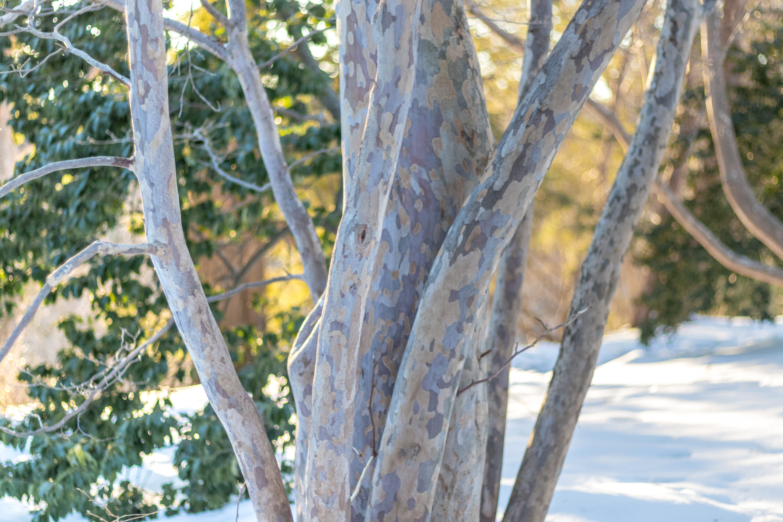 Photograph of stewartia in winter showing patched bark