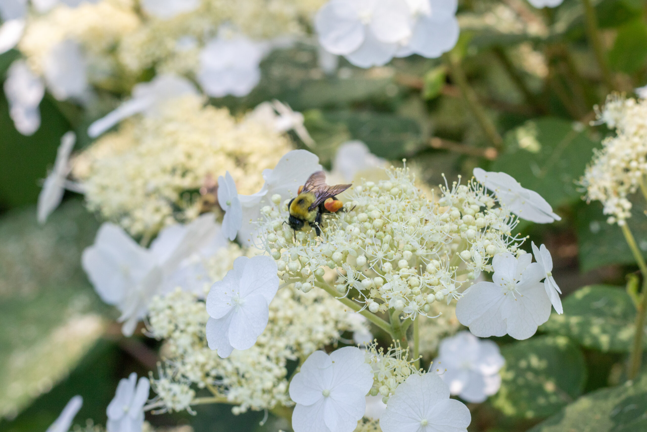 Photo of bee on plant