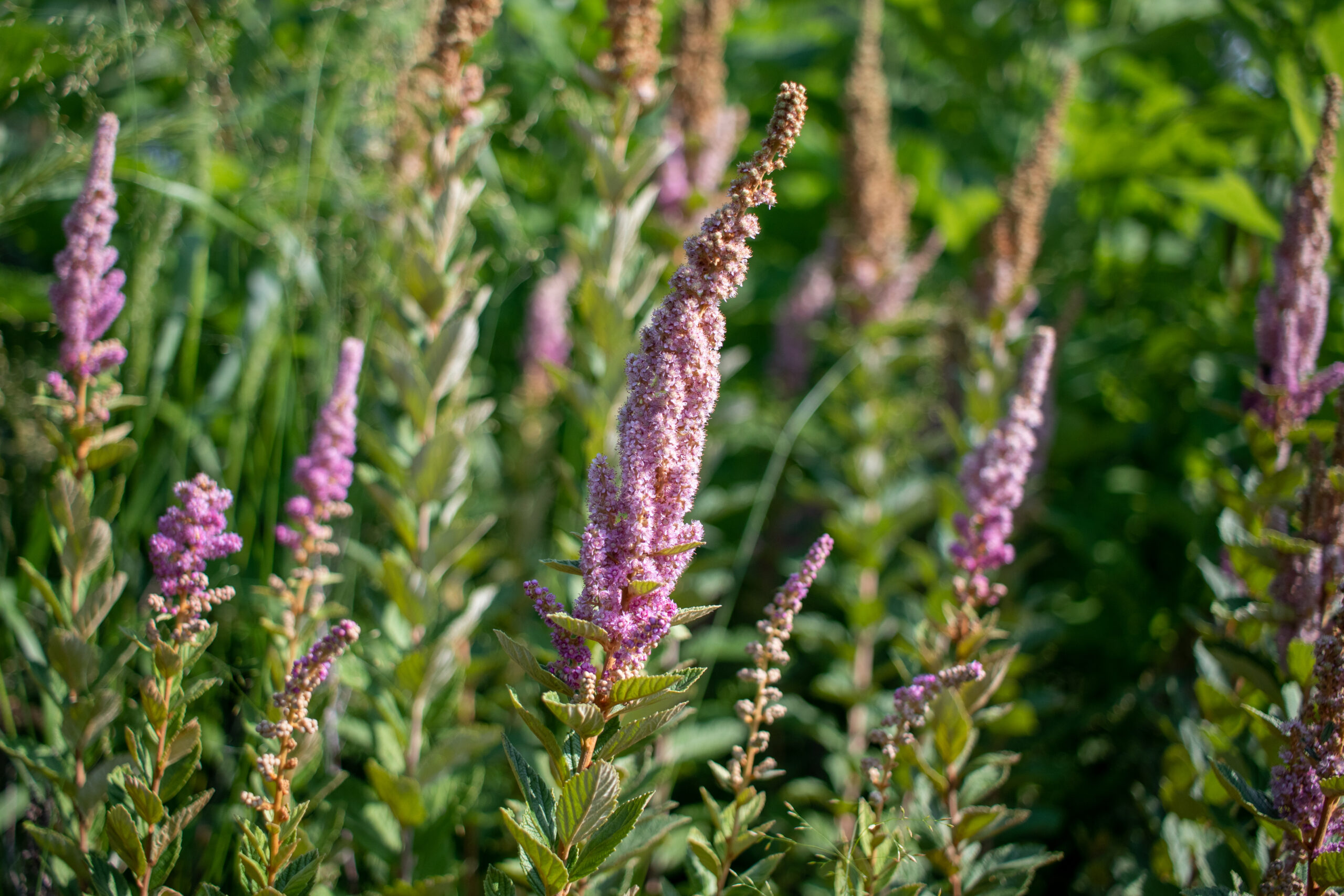 Pink flowers of steeplebush