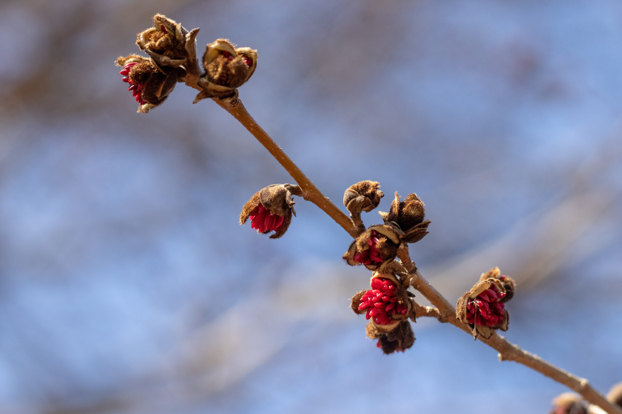 Flowers of persian Ironwood